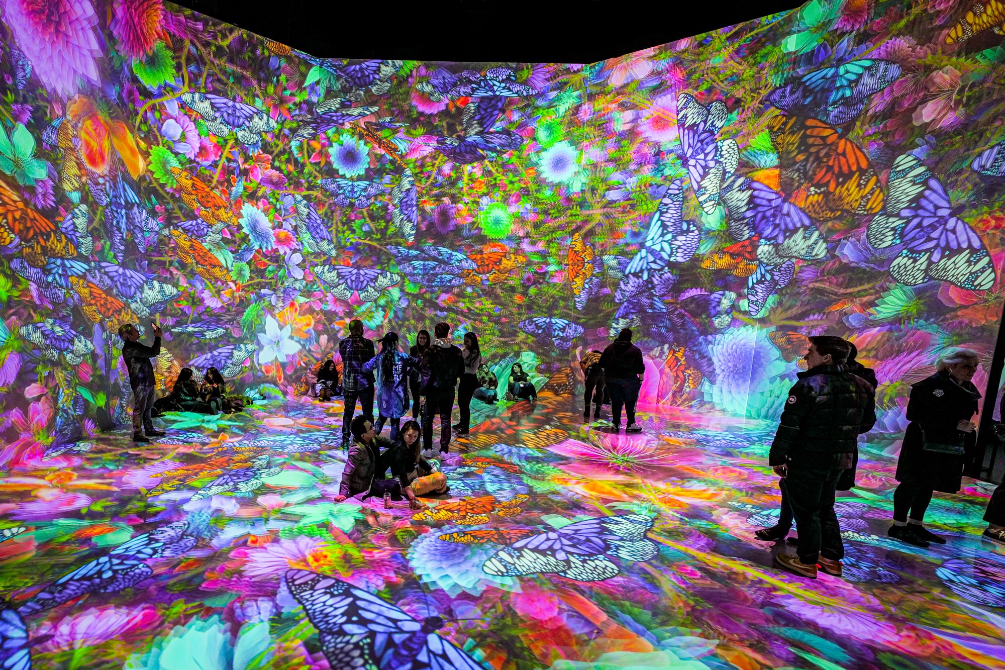Timeless Butterflies 4 — ARTECHOUSE - Washingtonian