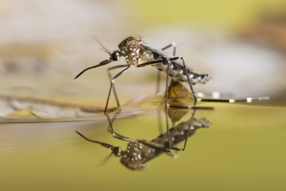 Mosquito Season Is Coming—Get Rid of Stagnant Water!