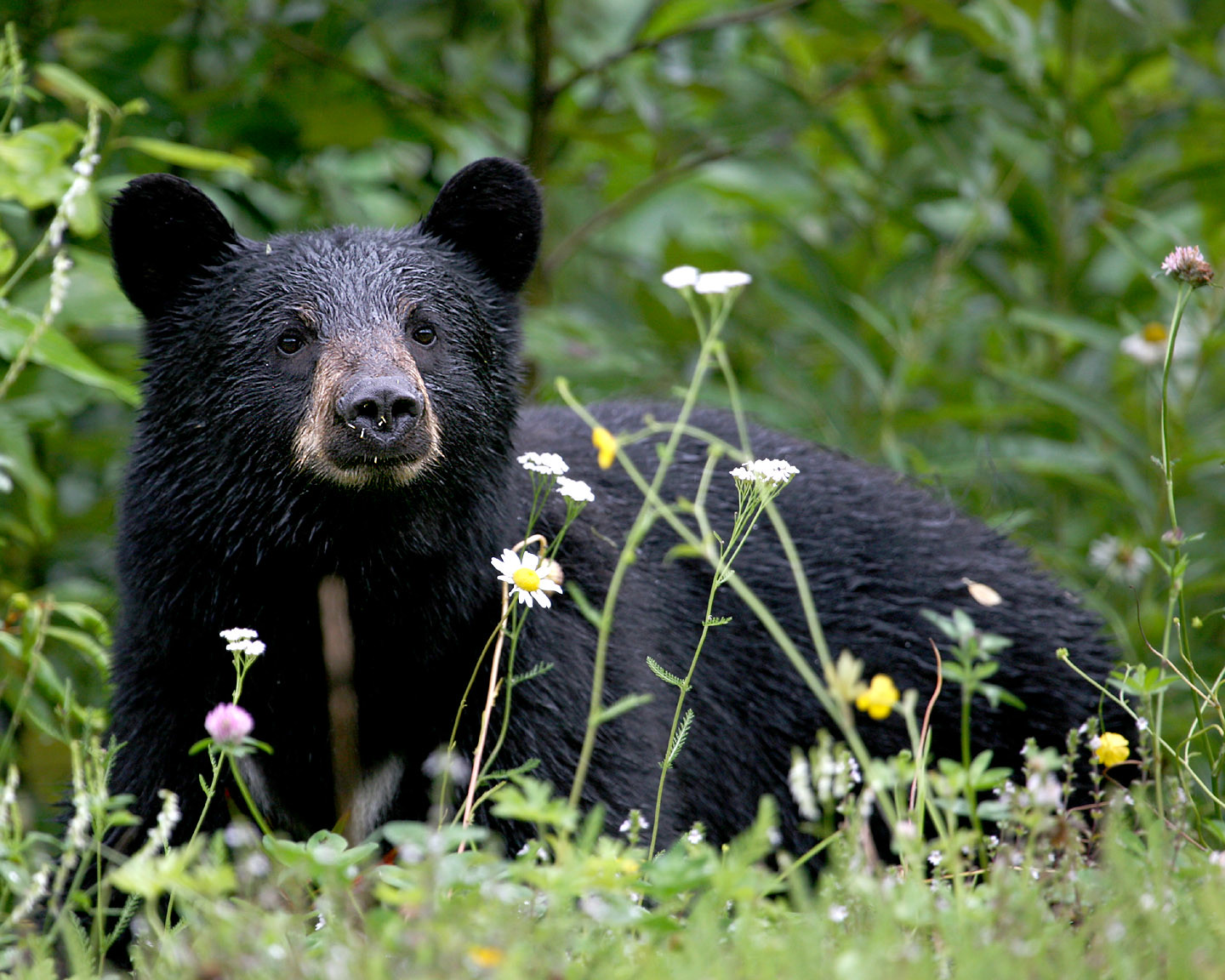 Black Bears take down Delaware in home opener