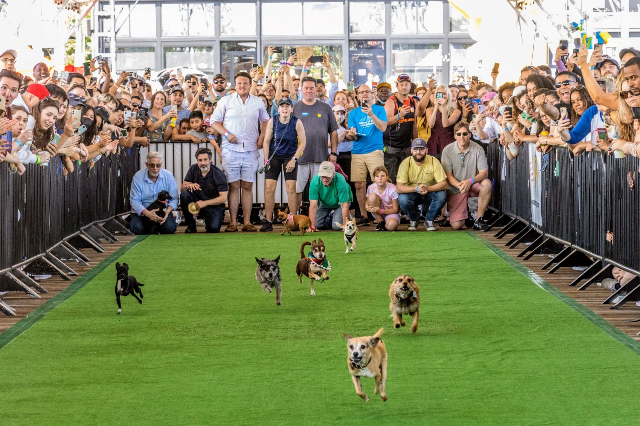 There Will Be a Massive Chihuahua Race in DC on May 6