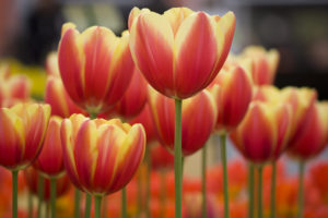 Pick From Thousands of Tulips at This Festival in Virginia