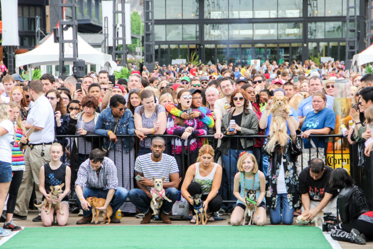 There Will Be a Massive Chihuahua Race in DC on May 6