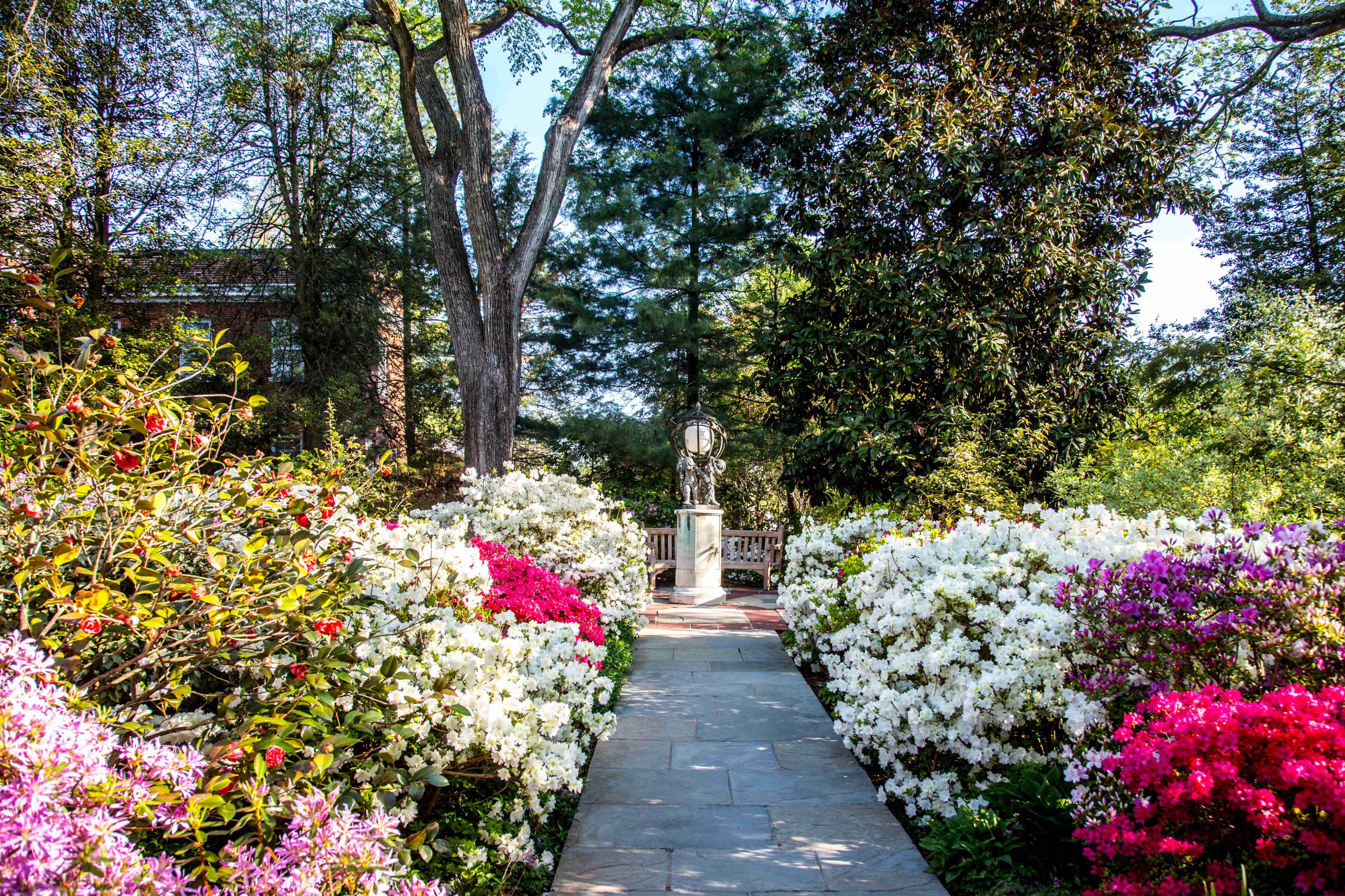 Where to See Azaleas Blooming Right Now - Vimarsana News