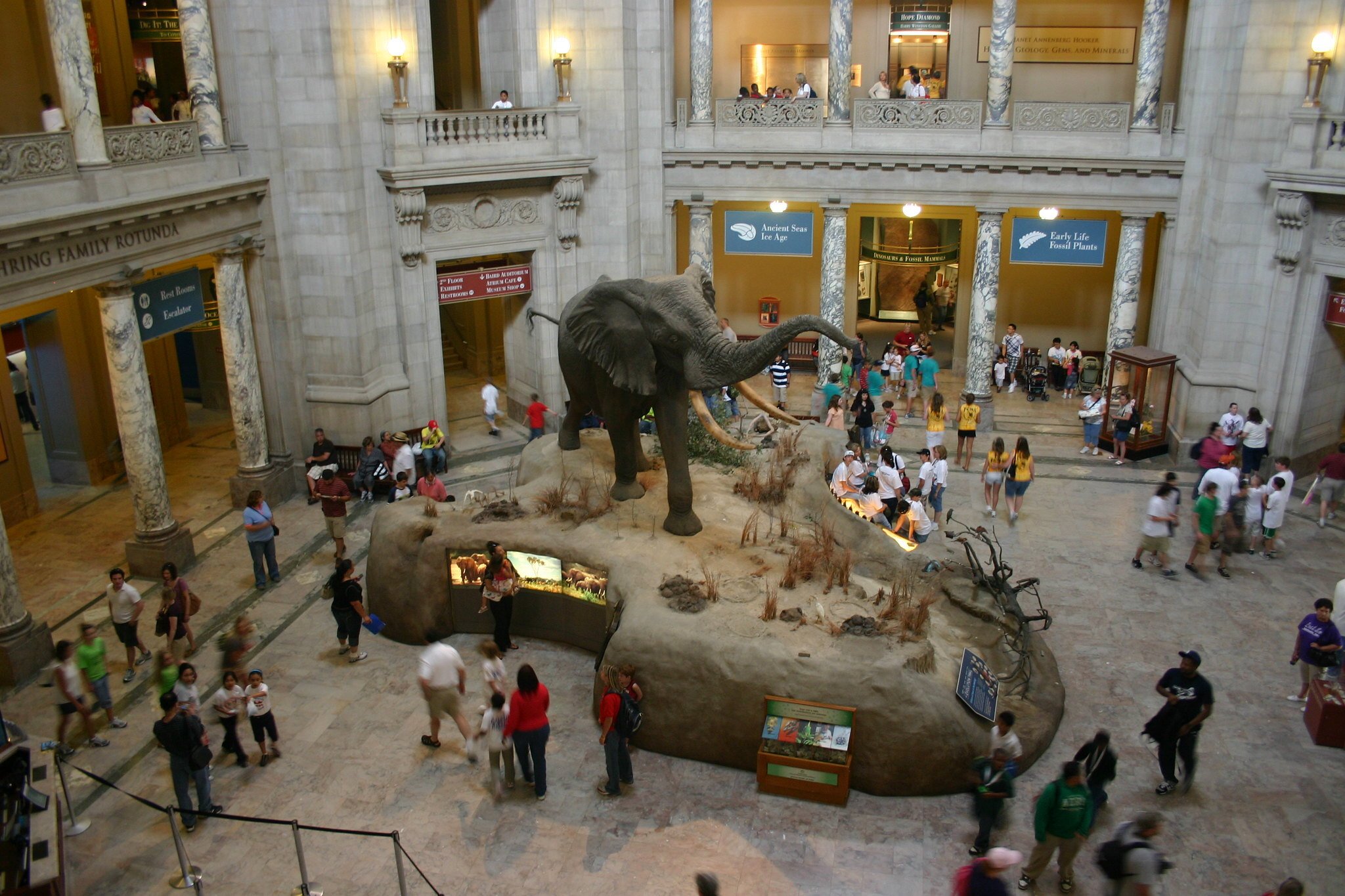 Kids can spend the night in the National Museum of Natural History. Photograph by Flickr user YoTut.