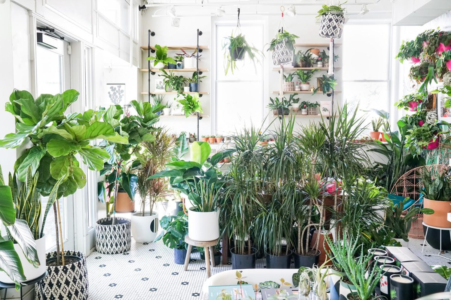 Little Leaf Plant Boutique