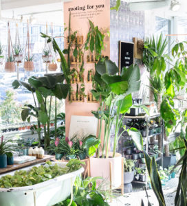 Logan Circle’s Little Leaf Plant Shop Will Close in November