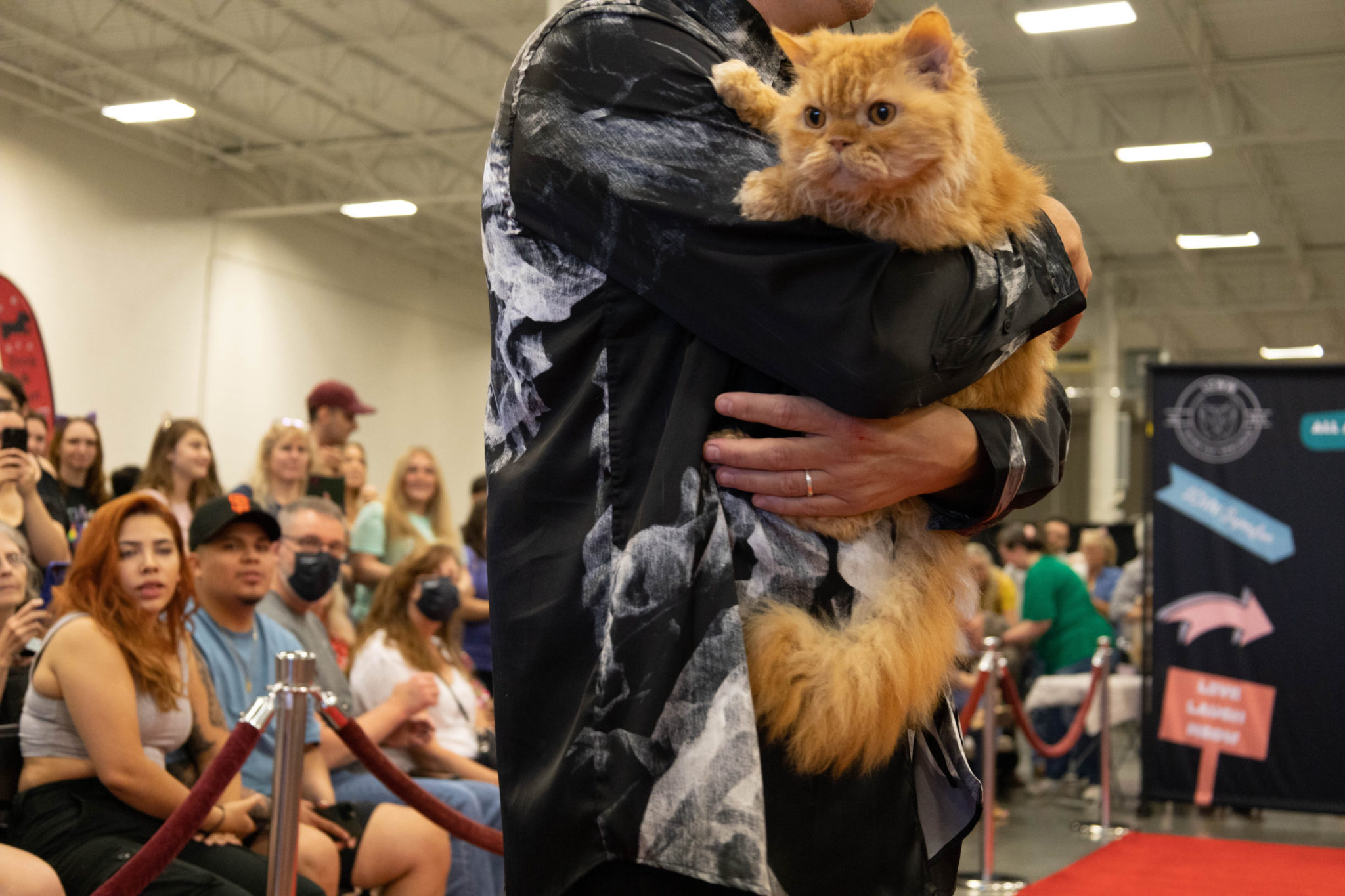 PHOTOS: See the Fancy Felines at the “Cat Extravaganza” Show in Virginia