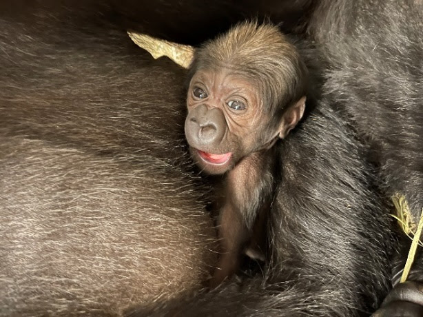 Photo by Valerie Schultz, Smithsonian’s National Zoo and Conservation Biology Institute