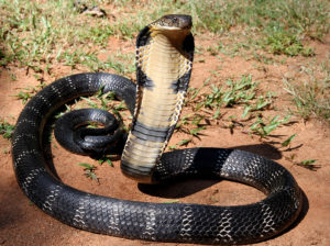 Cobras, Monkeys, and Wolves: Virginia’s Weirdest Pets