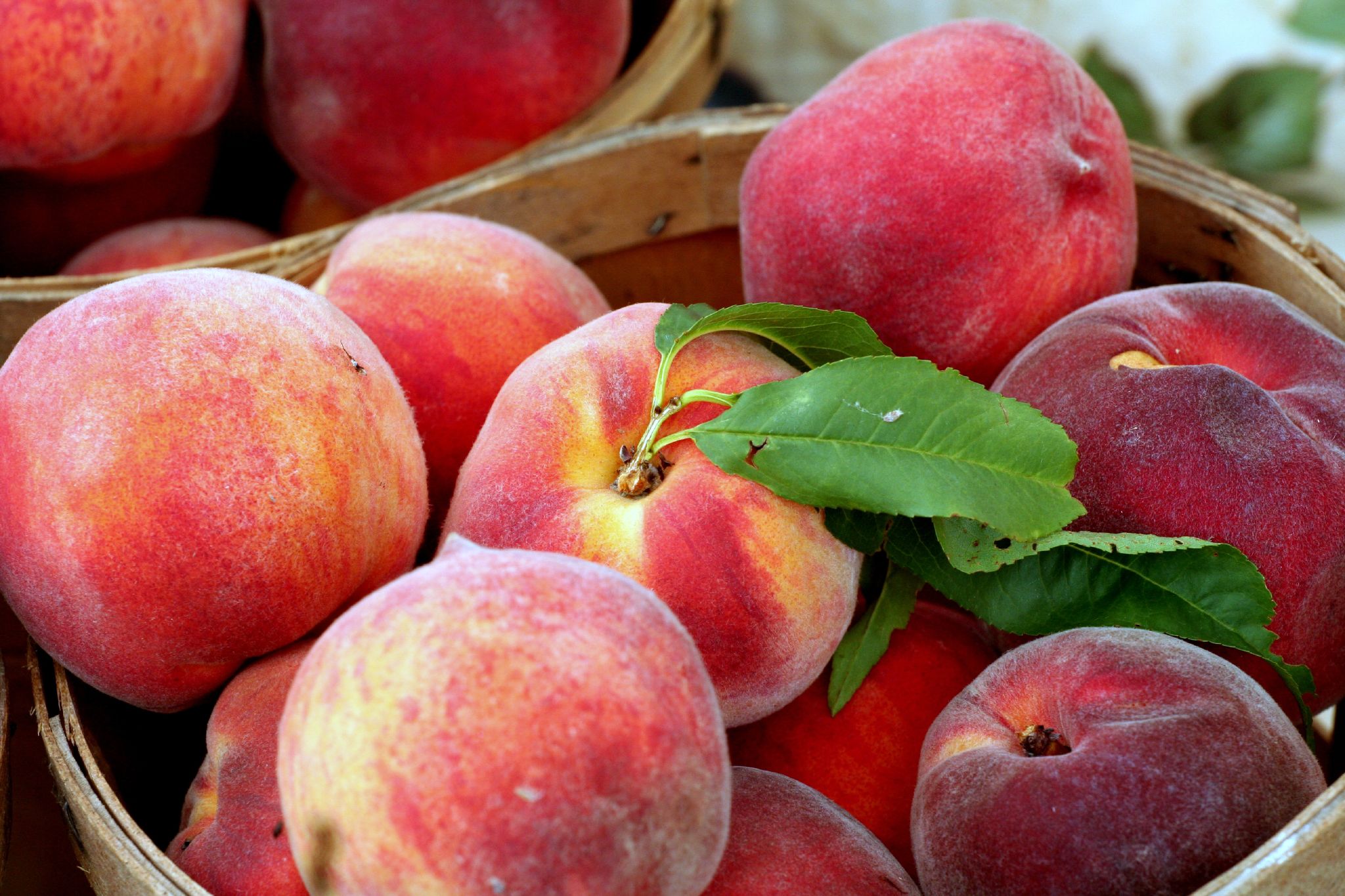 Where to Pick Peaches Around DC - Washingtonian