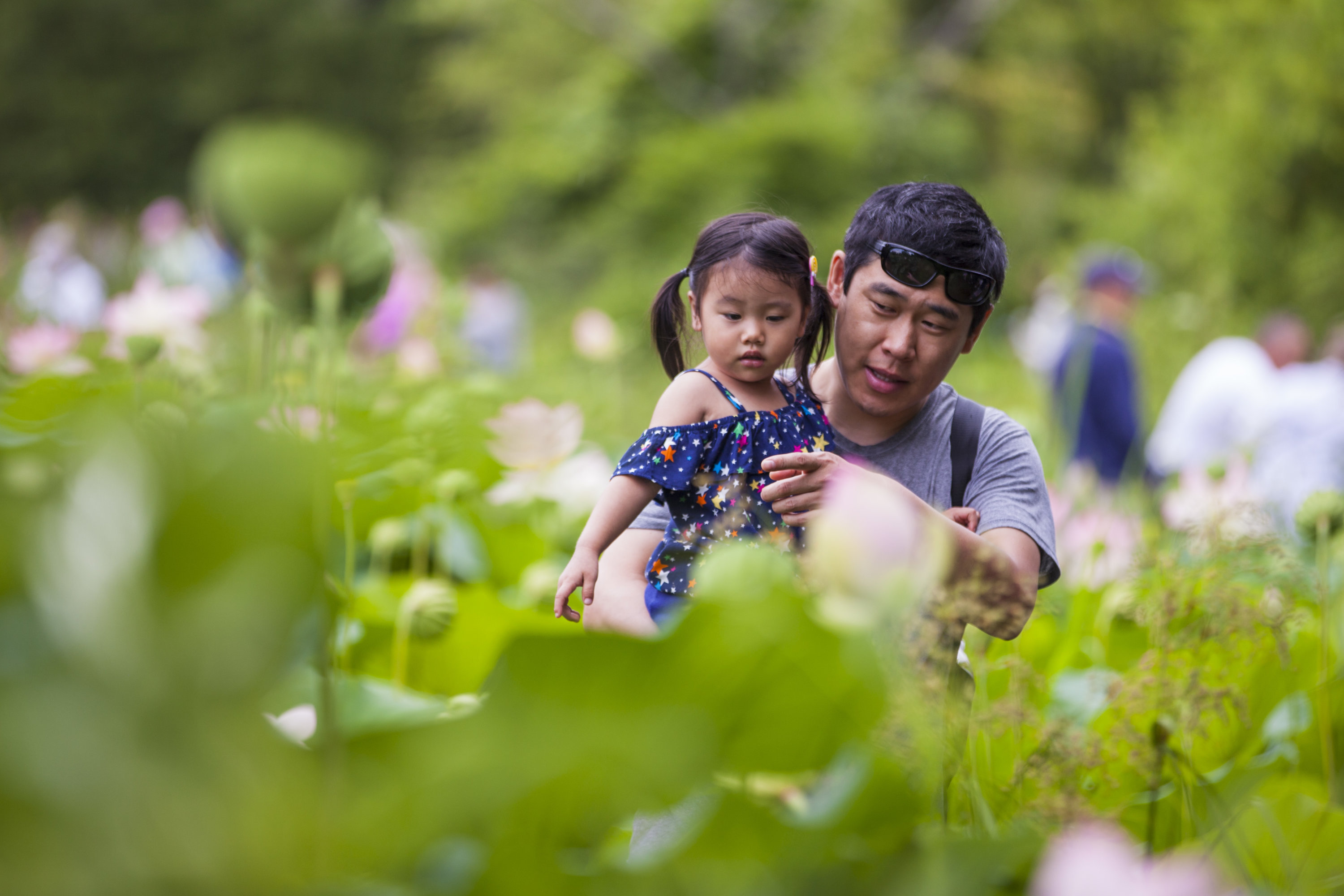 7 Fun Things to Do at Kenilworth Aquatic Gardens' Lotus and Water Lily Festival - Vimarsana News