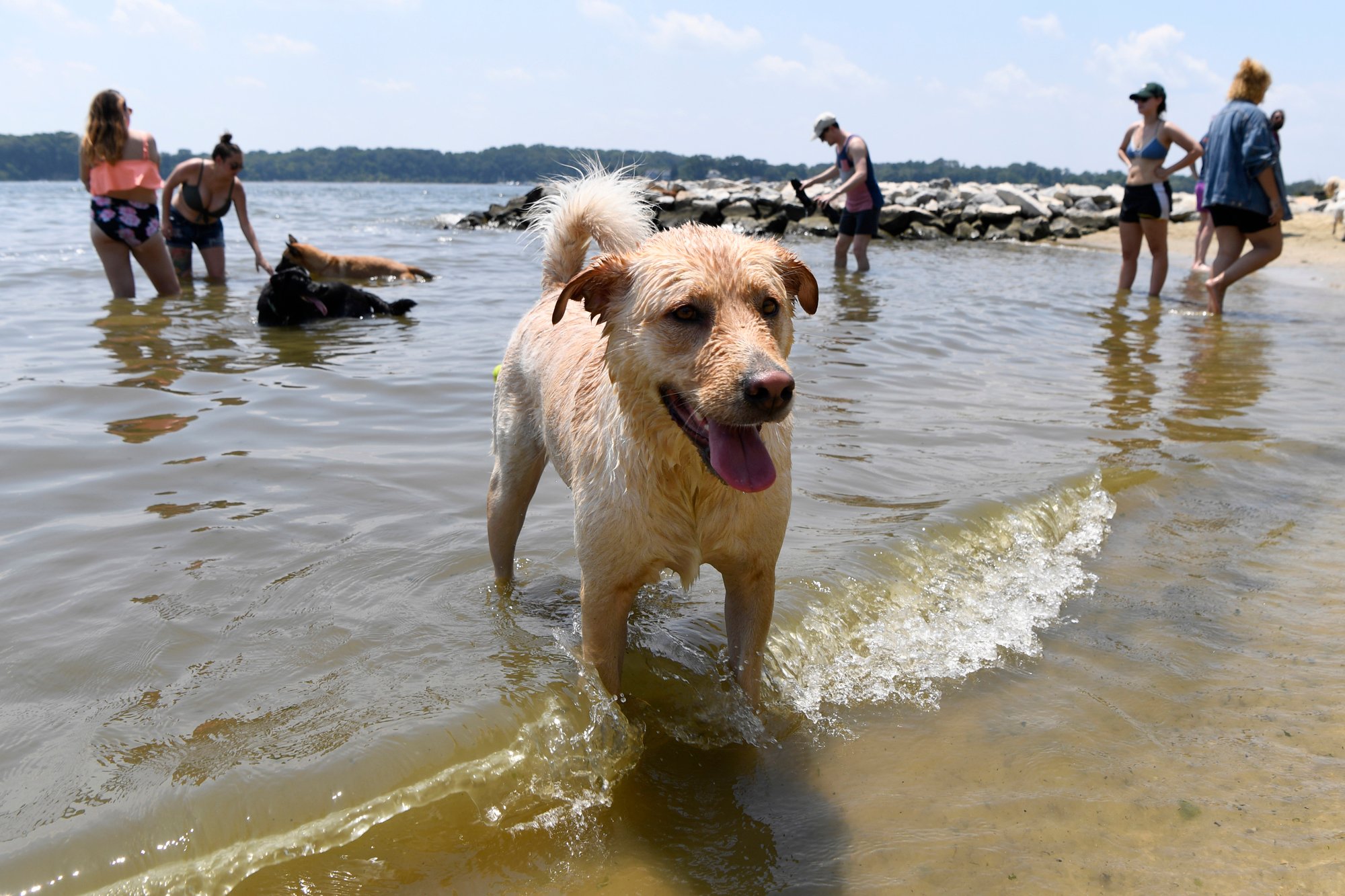 Finnegan - Washingtonian