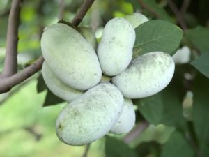 Pawpaw Season Is Here. Where to Taste DC’s “Tropical” Fruit—and Pick Them.