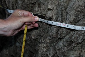 This Tree Was Just Crowned DC’s Biggest
