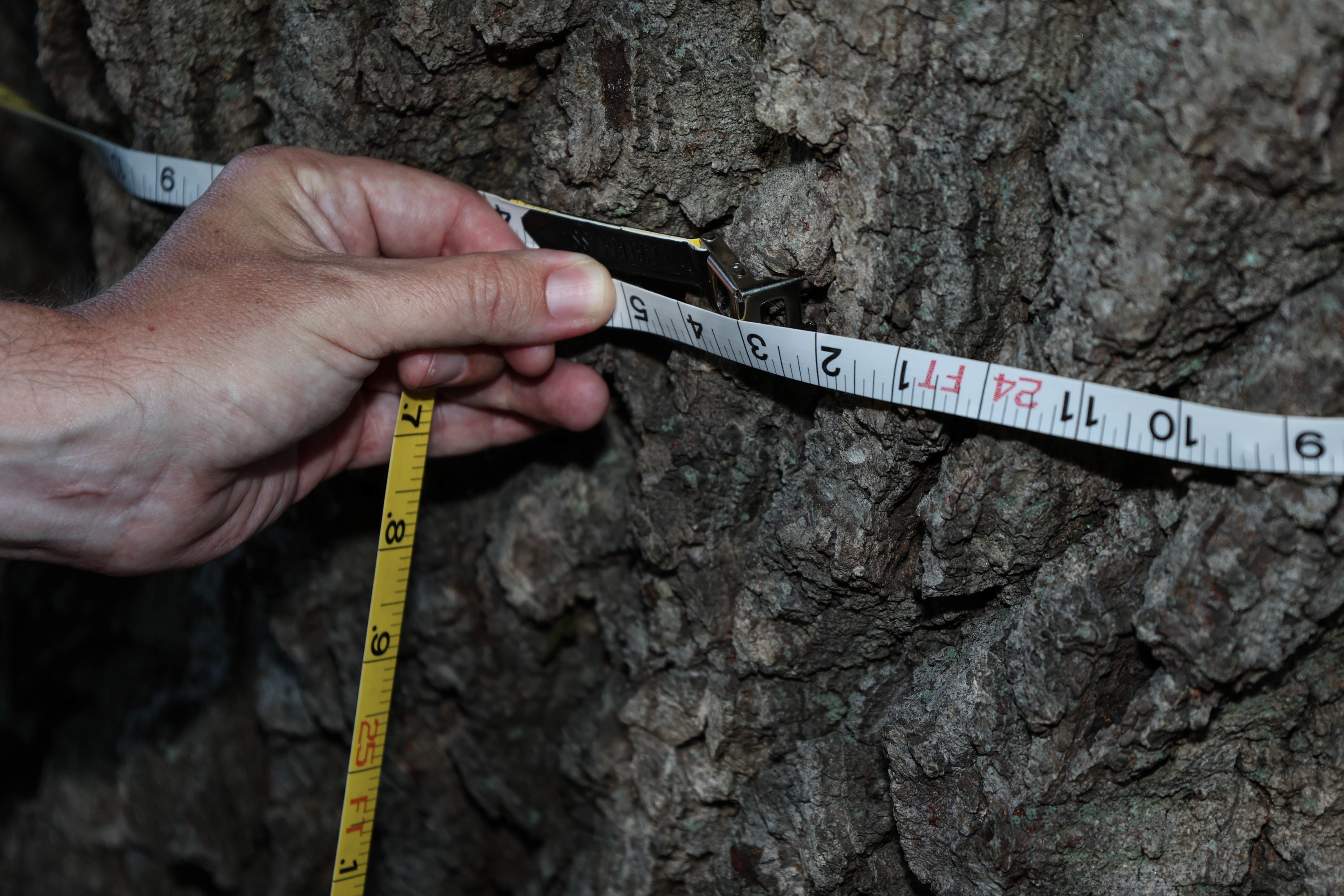 Memorable Mystical Trees - Casey Trees