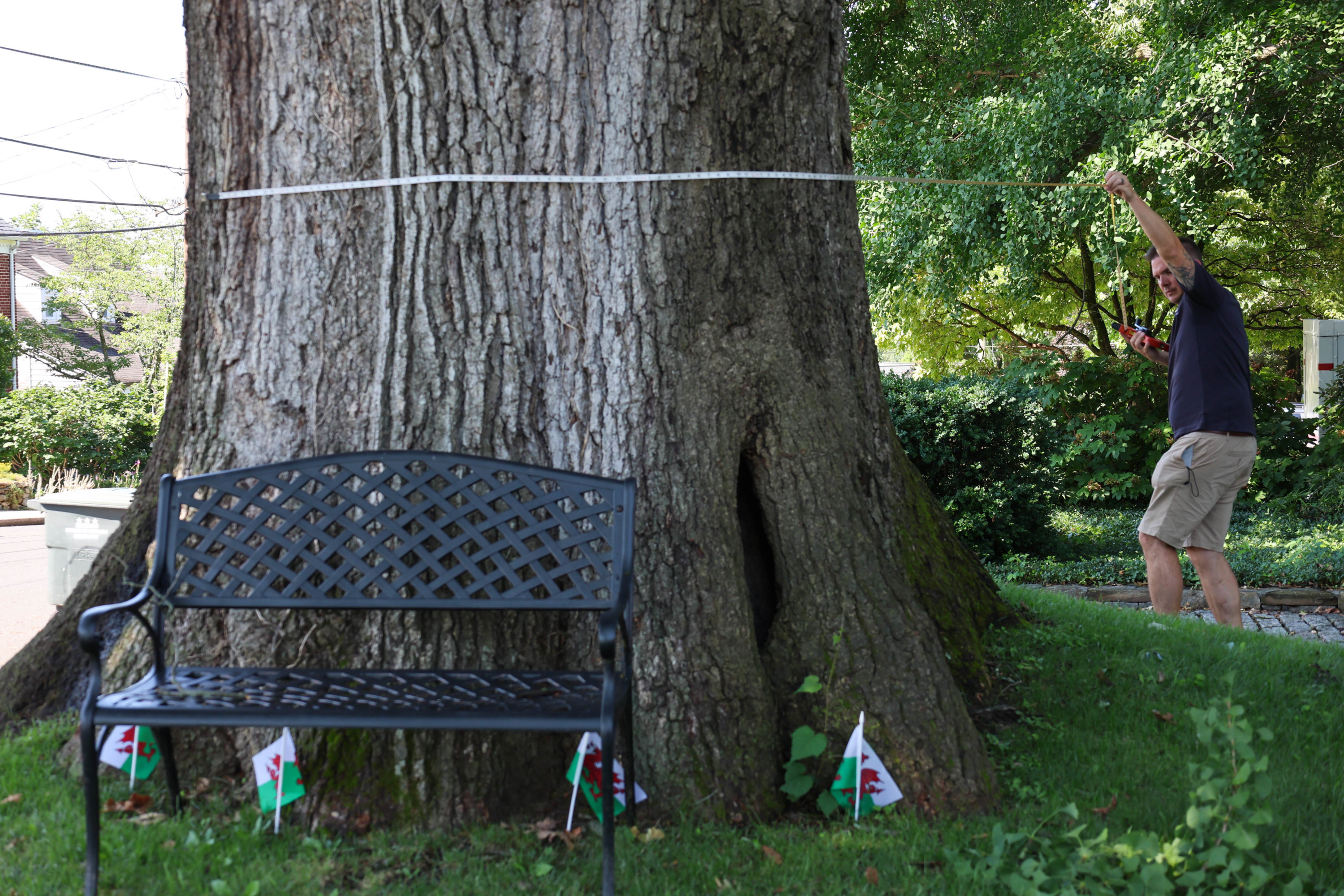 Memorable Mystical Trees - Casey Trees