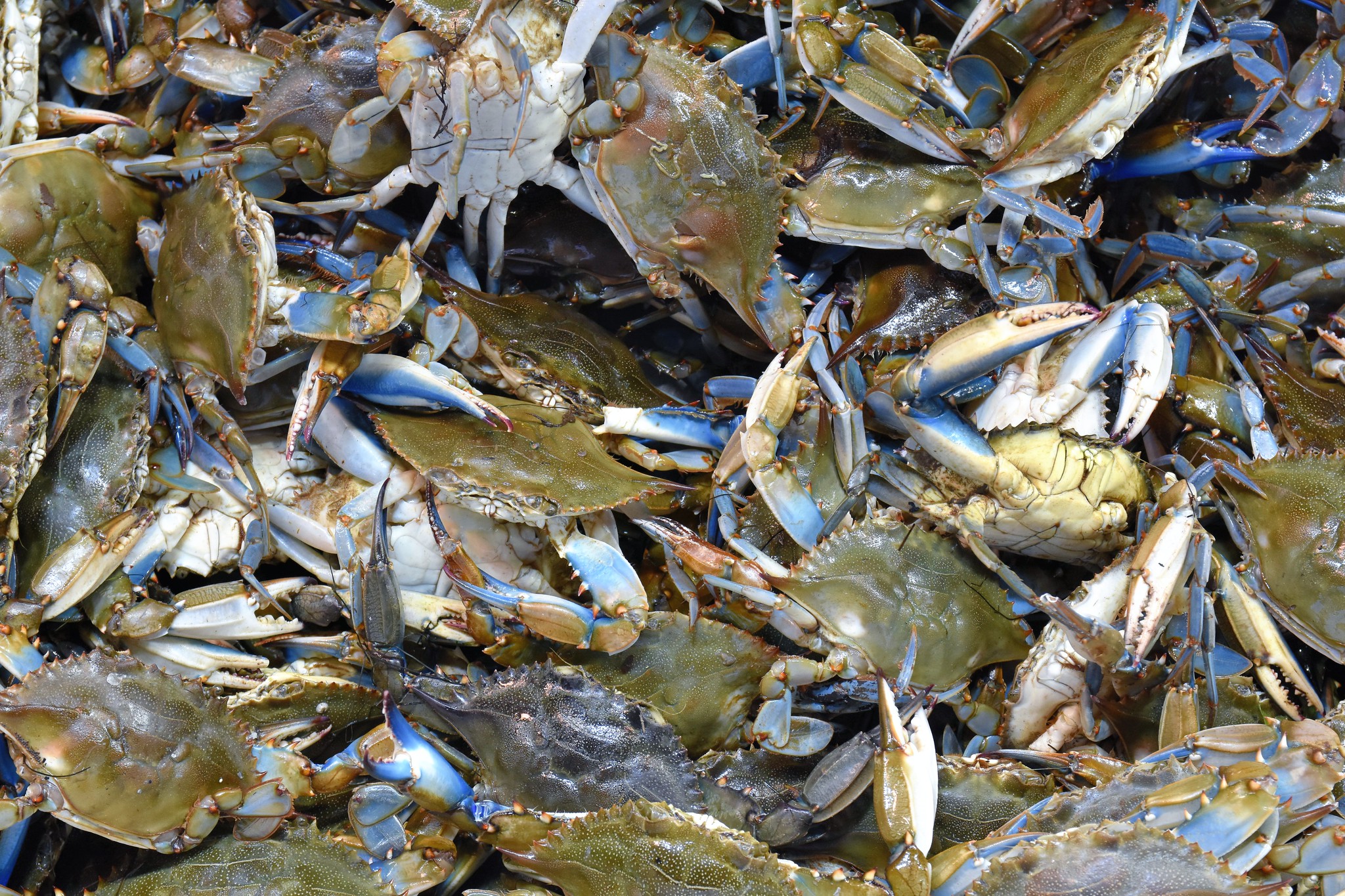 47799901242_4202f00343_k-Captain White's Seafood - Washingtonian