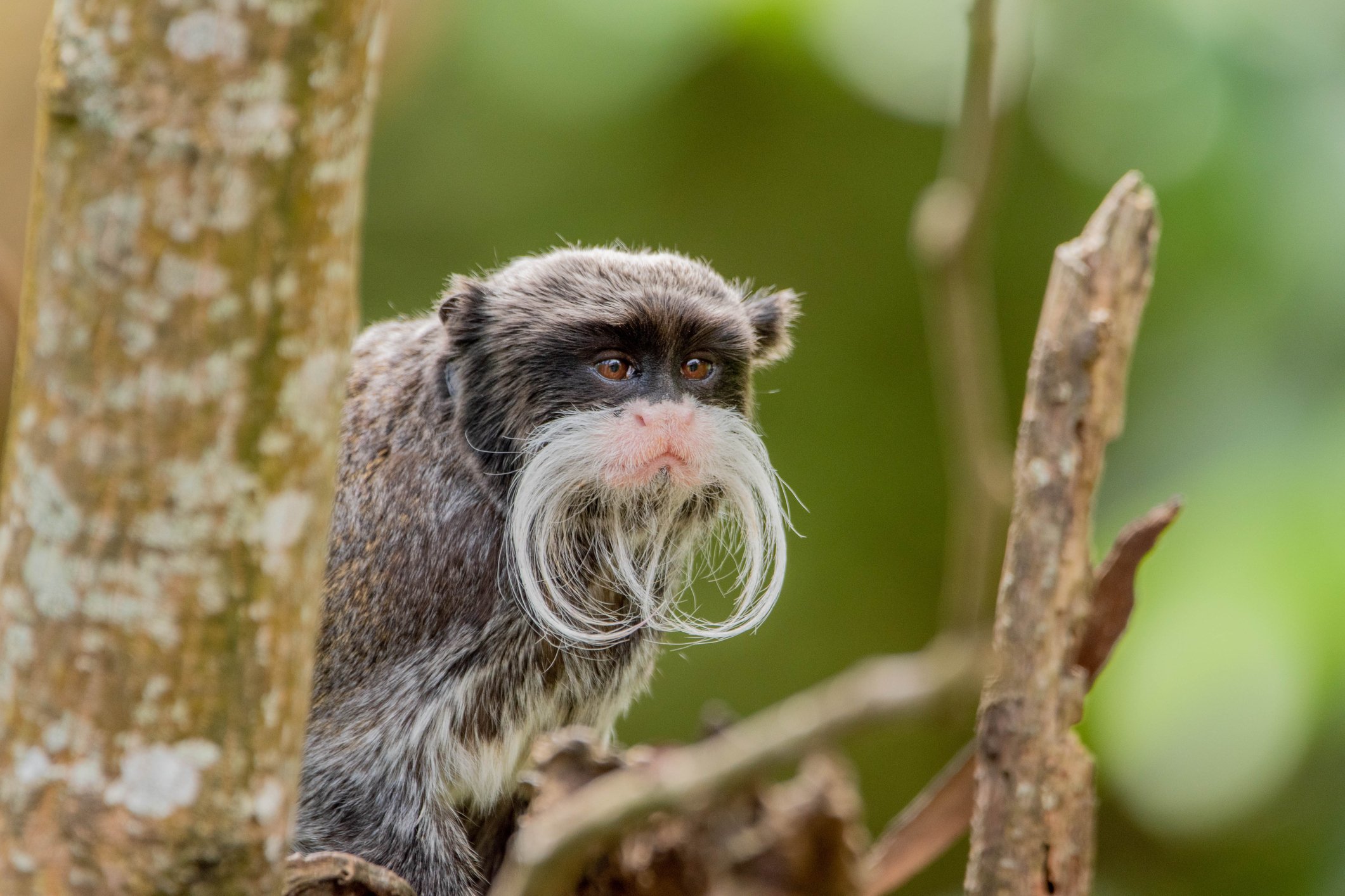 - Washingtonian Emperor tamarin
