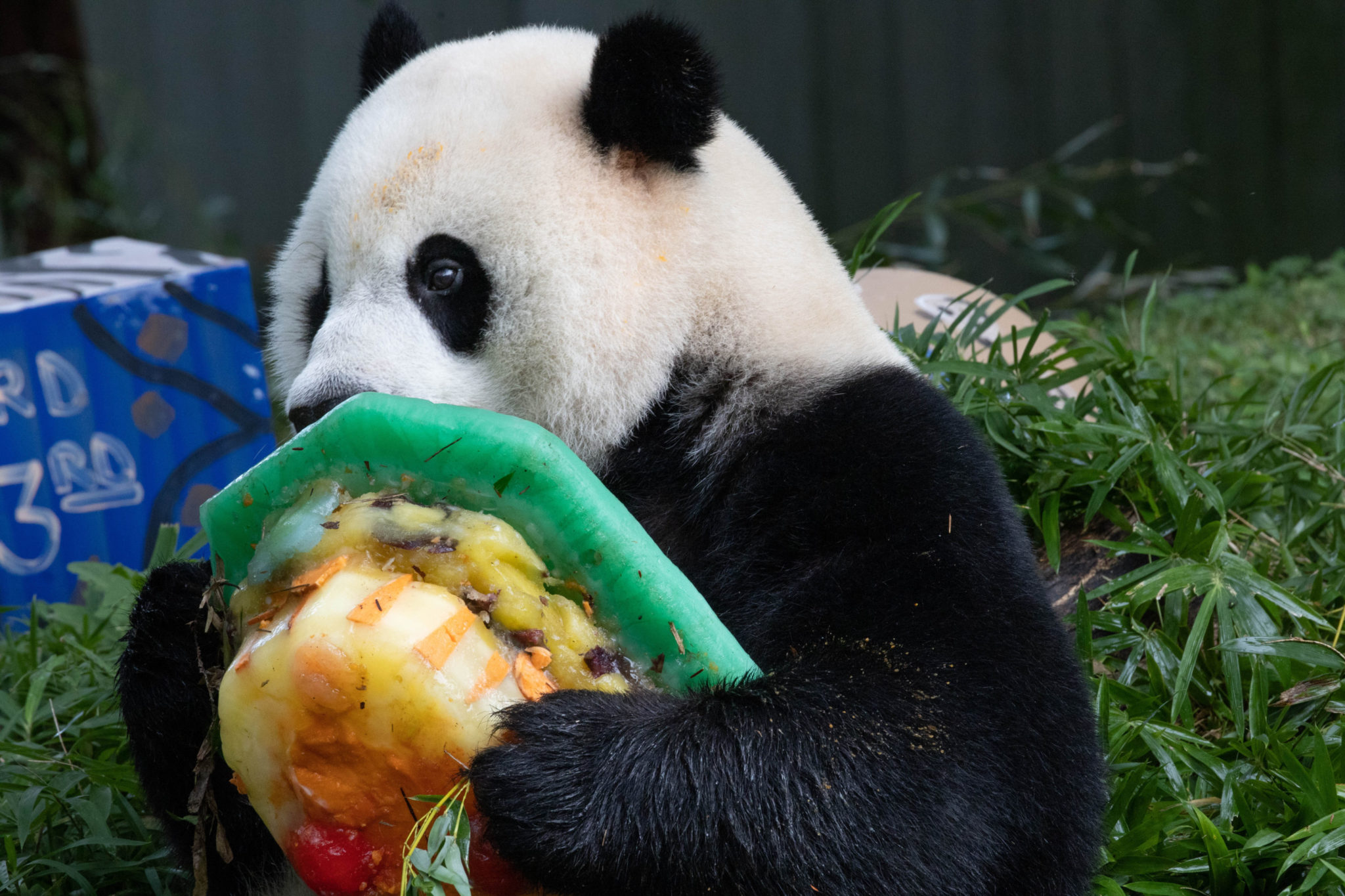 How America Fell in Love With the Giant Panda