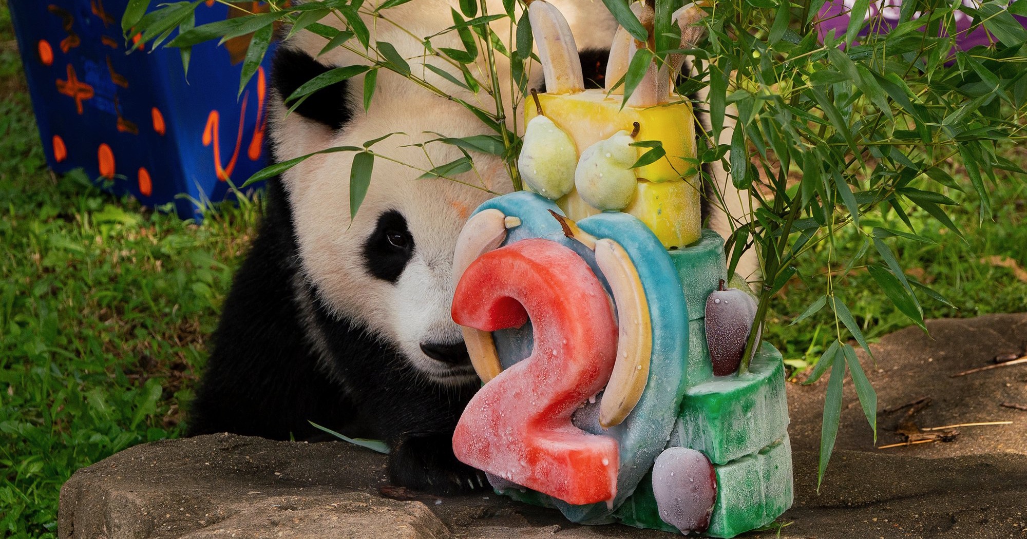 Things to Do in DC: ALX Restaurant Week, Latin Fest, Pandas - Vimarsana News