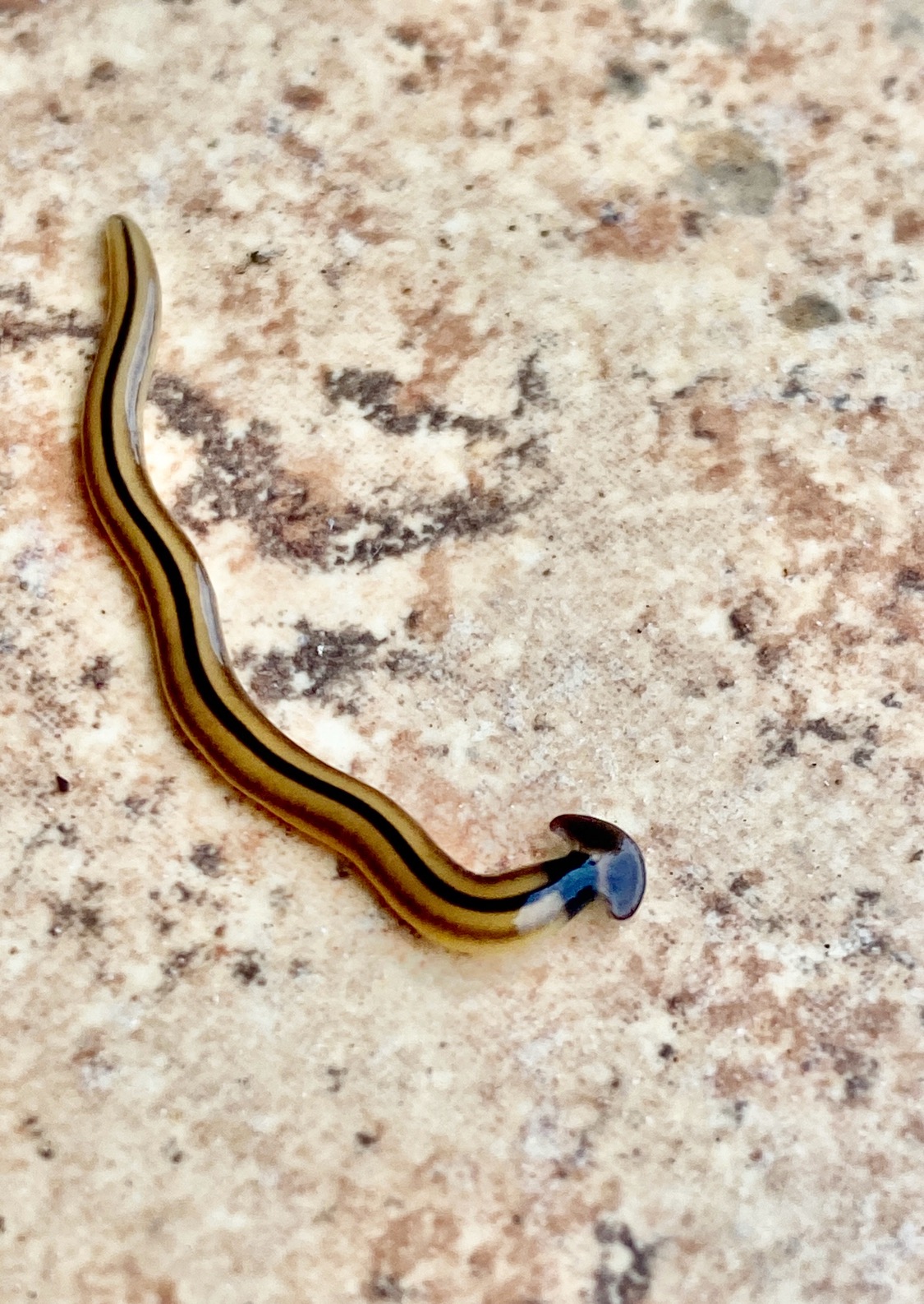 If You See This Hammerhead Worm, Kill It! Washingtonian