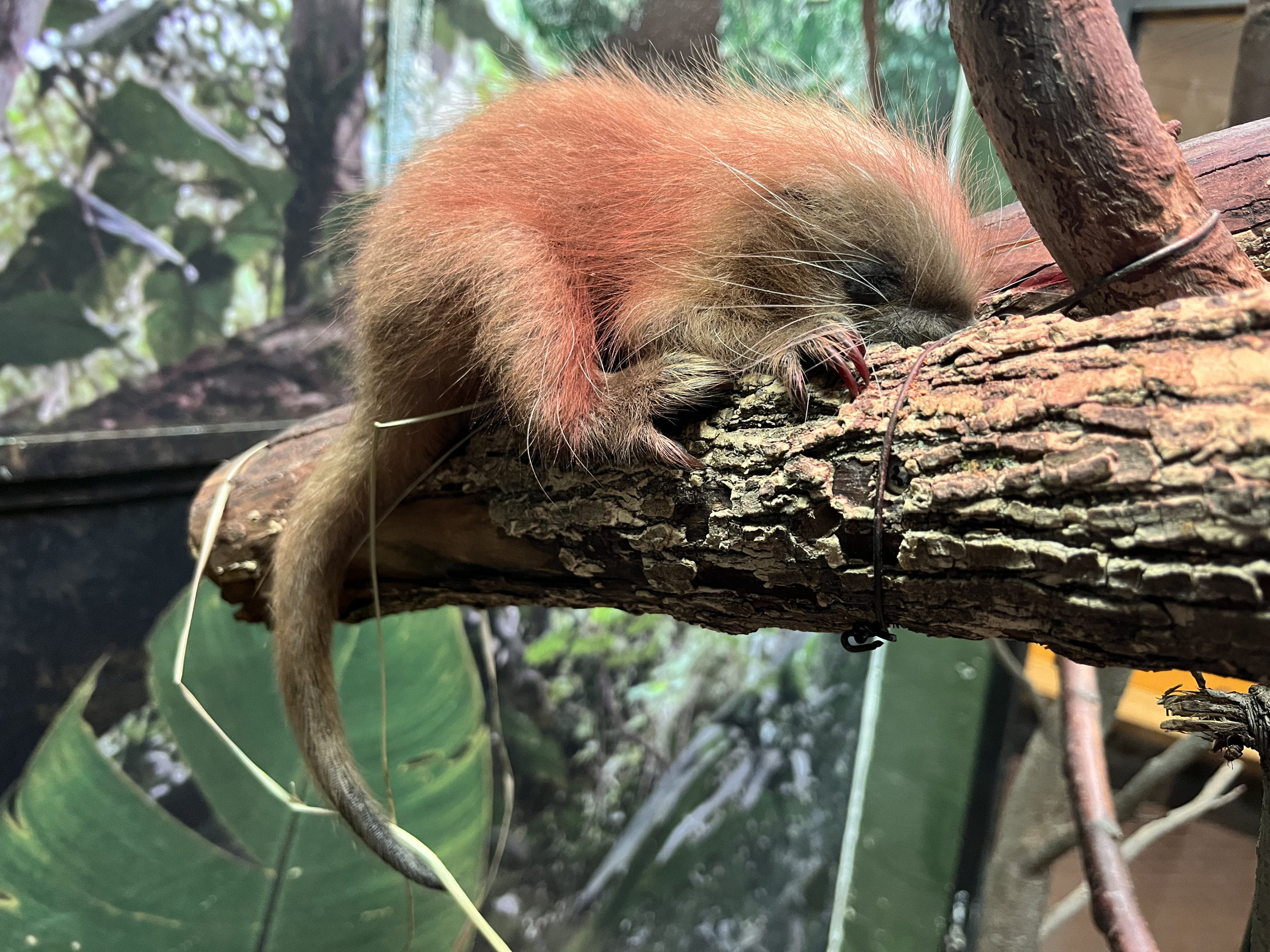 shy porcupette - Washingtonian