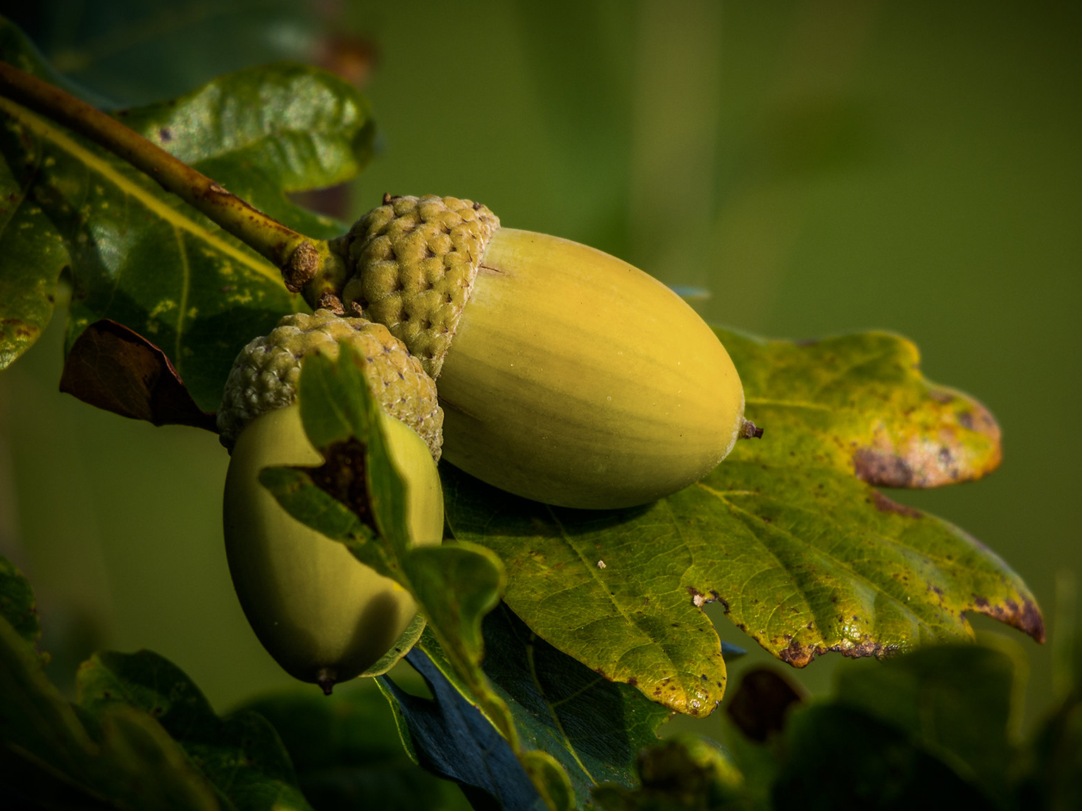 Collect Acorns For a Good Cause This Fall - Washingtonian