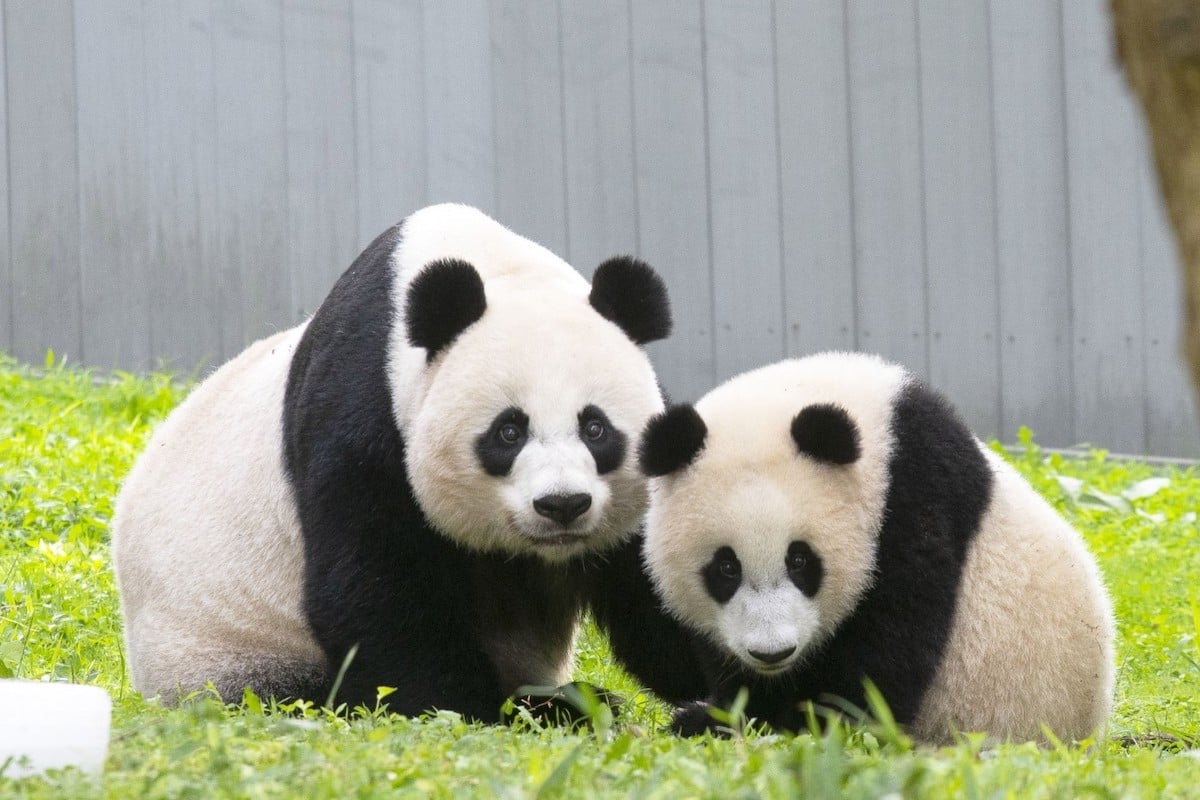 Mei Xiang and Xiao Qi Ji. Photograph courtesy of Smithsonian's National Zoo.