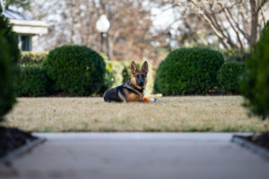 President Biden’s Dog Keeps Biting Secret Service. We Asked a Trainer What Could Be Going On.