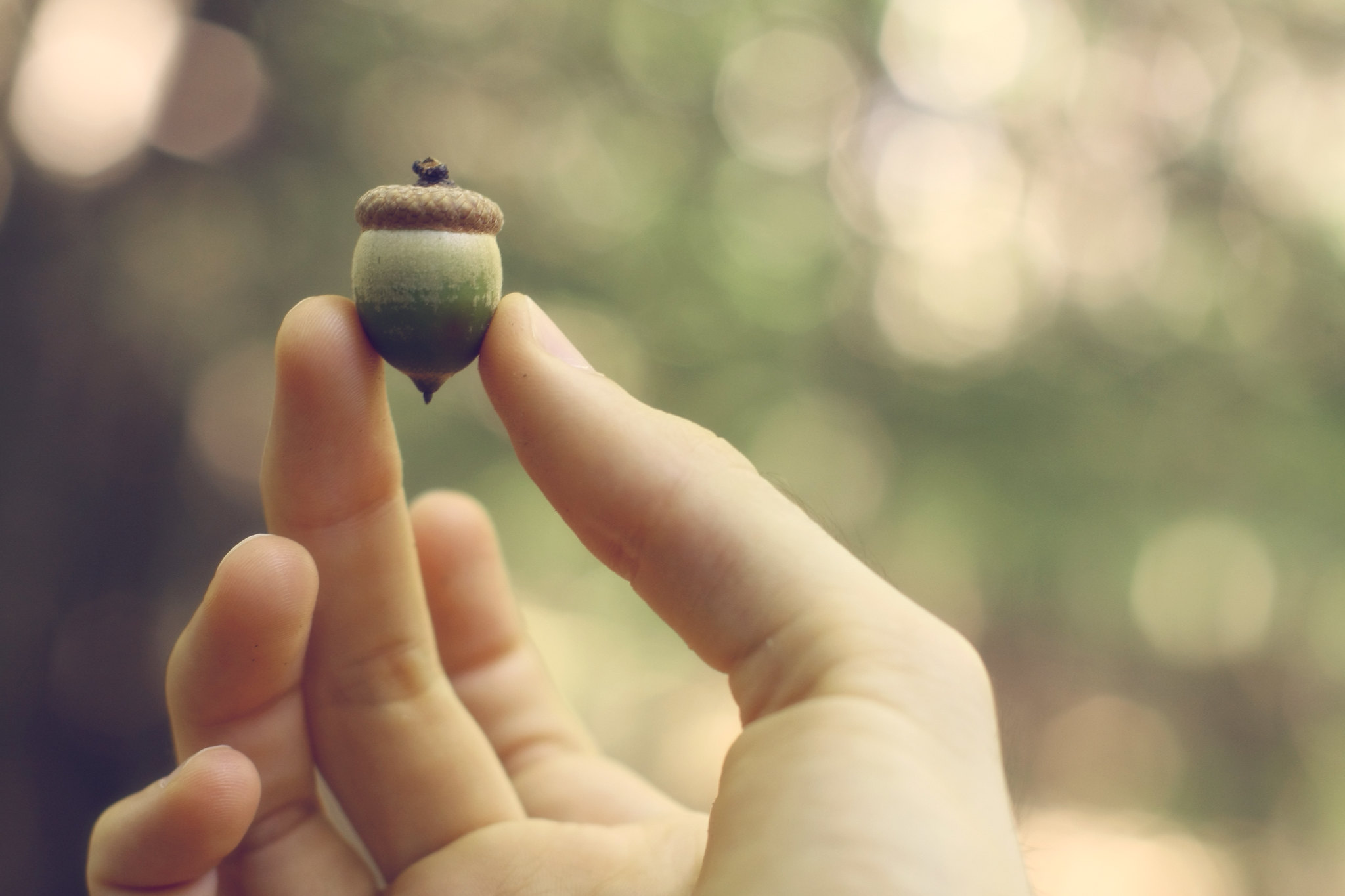 Collect Acorns For a Good Cause This Fall - Vimarsana News