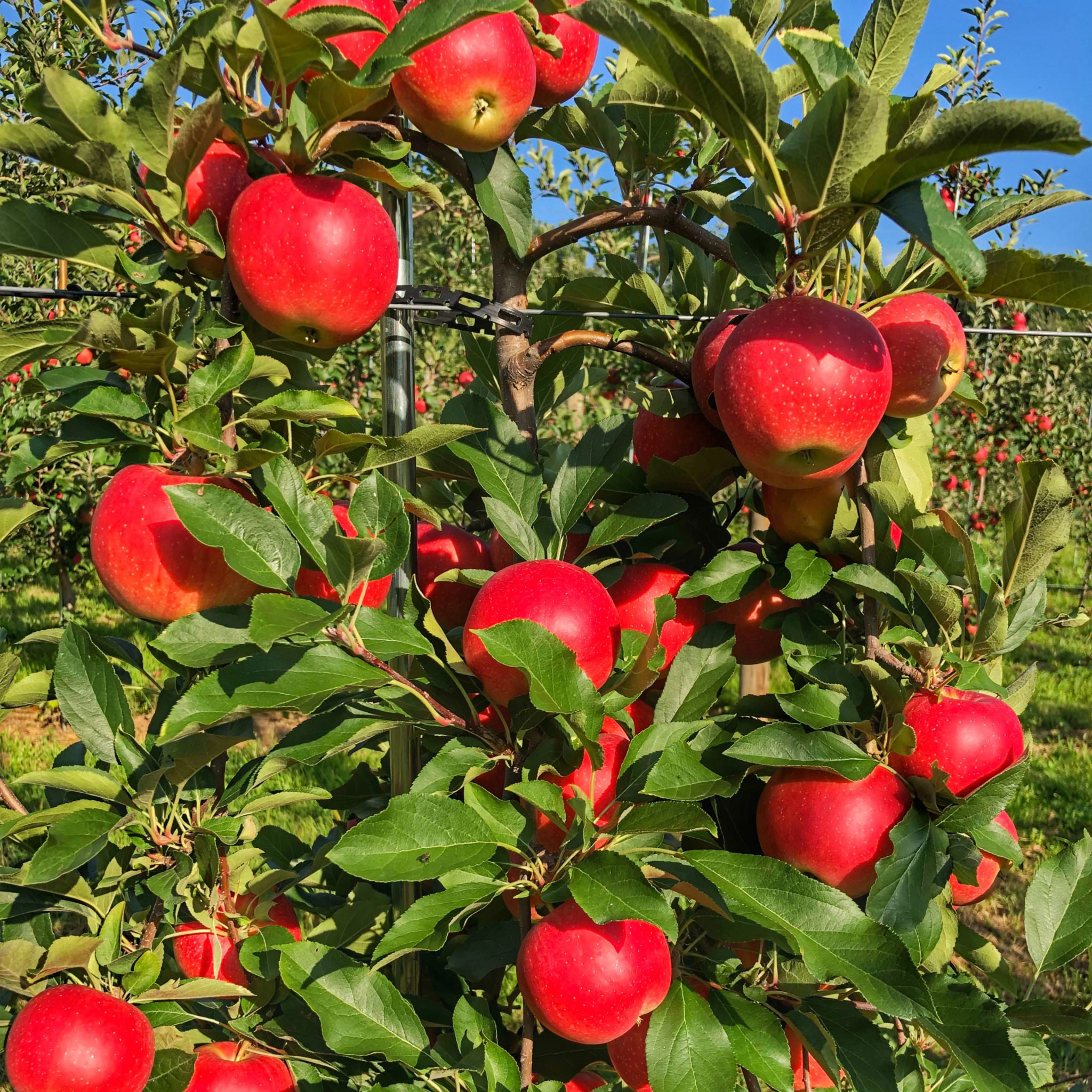 Tis the Season For Fresh Picked Apples!