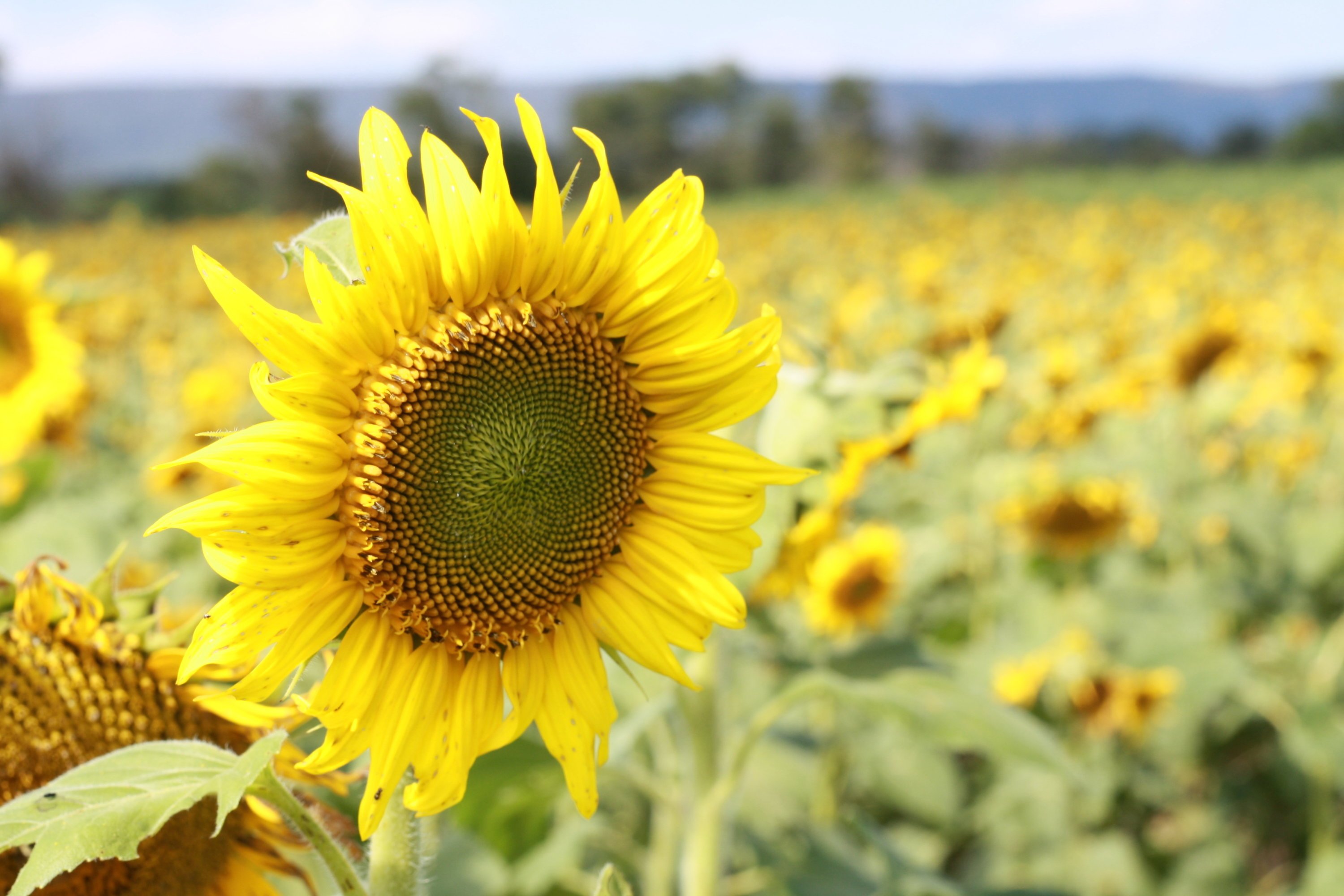 Sunflower field at Meadowbrooke Gourds Sunflower field at Meadowbrooke Gourds - Washingtonian