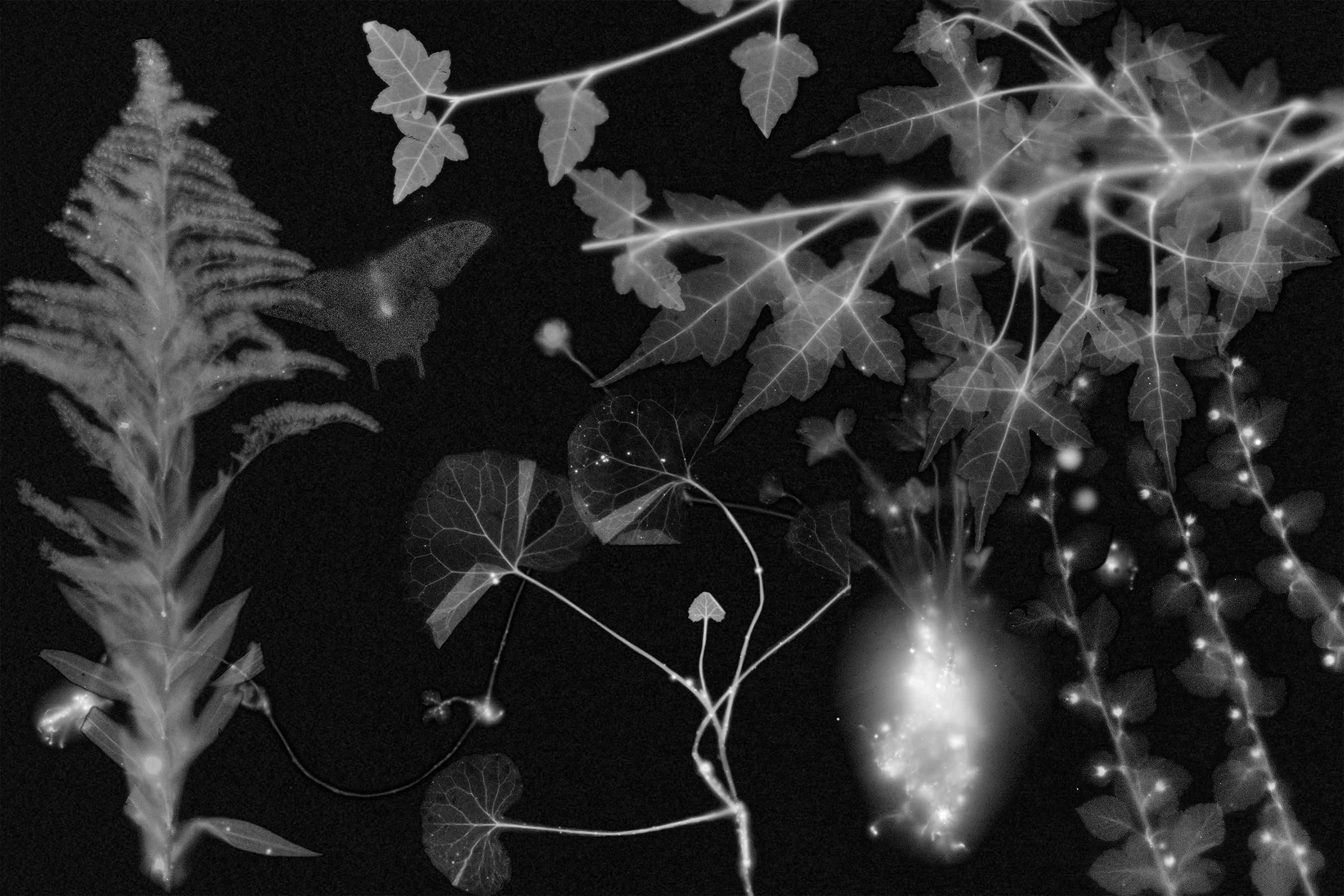 Fukushima-Autoradiography-Park-Chan-kyong-collaboration-Masamich-Kagaya-scaled-down - Washingtonian