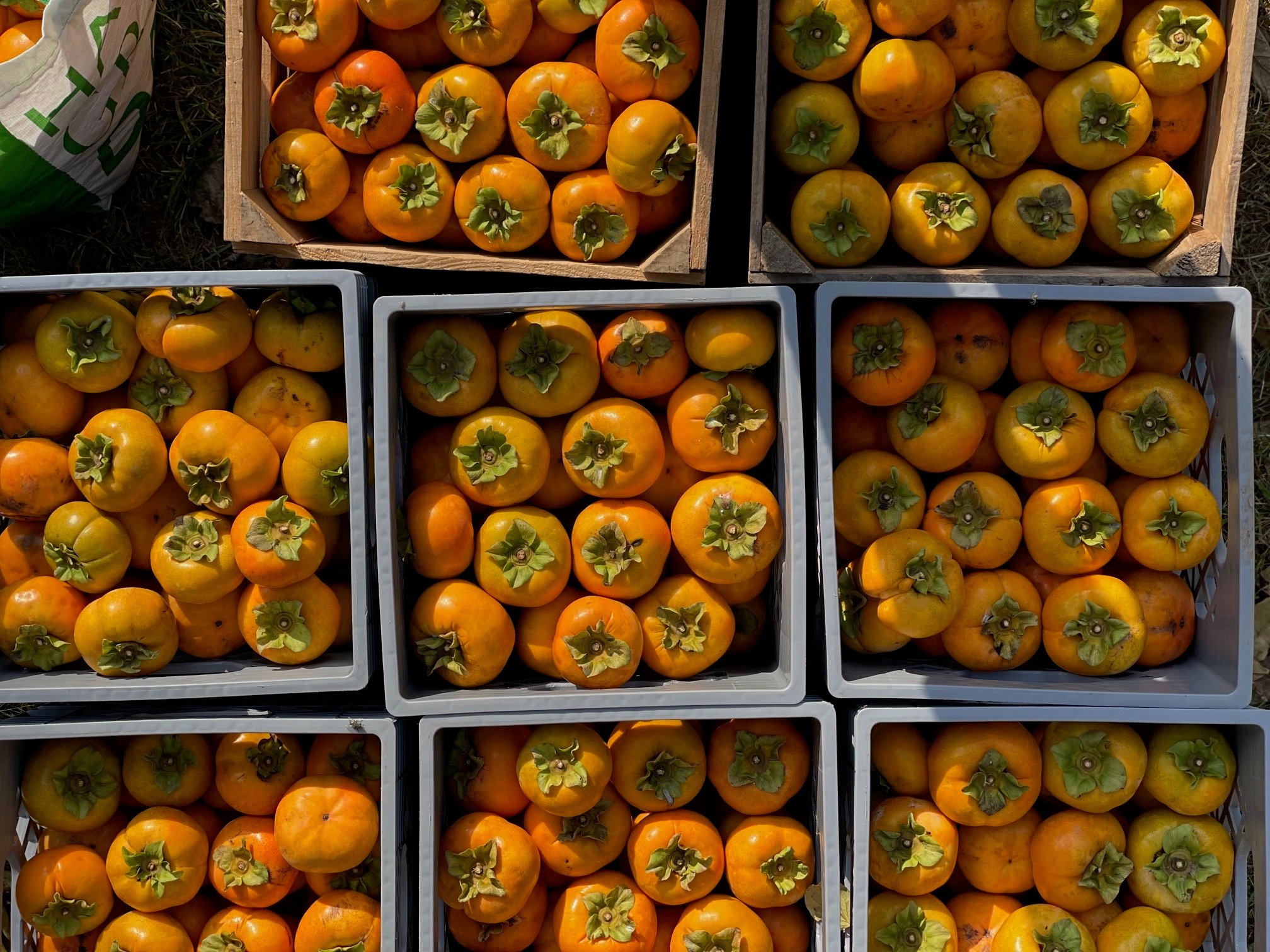 Where to Pick Peaches Around DC - Washingtonian