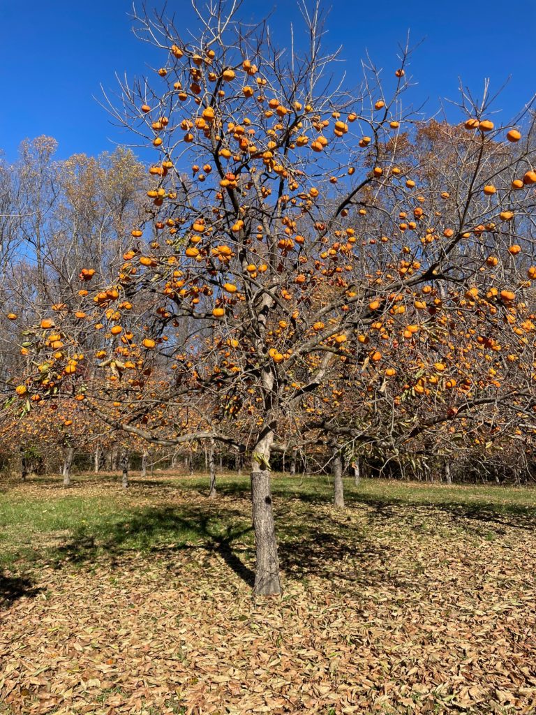 Orchard 1 - Washingtonian
