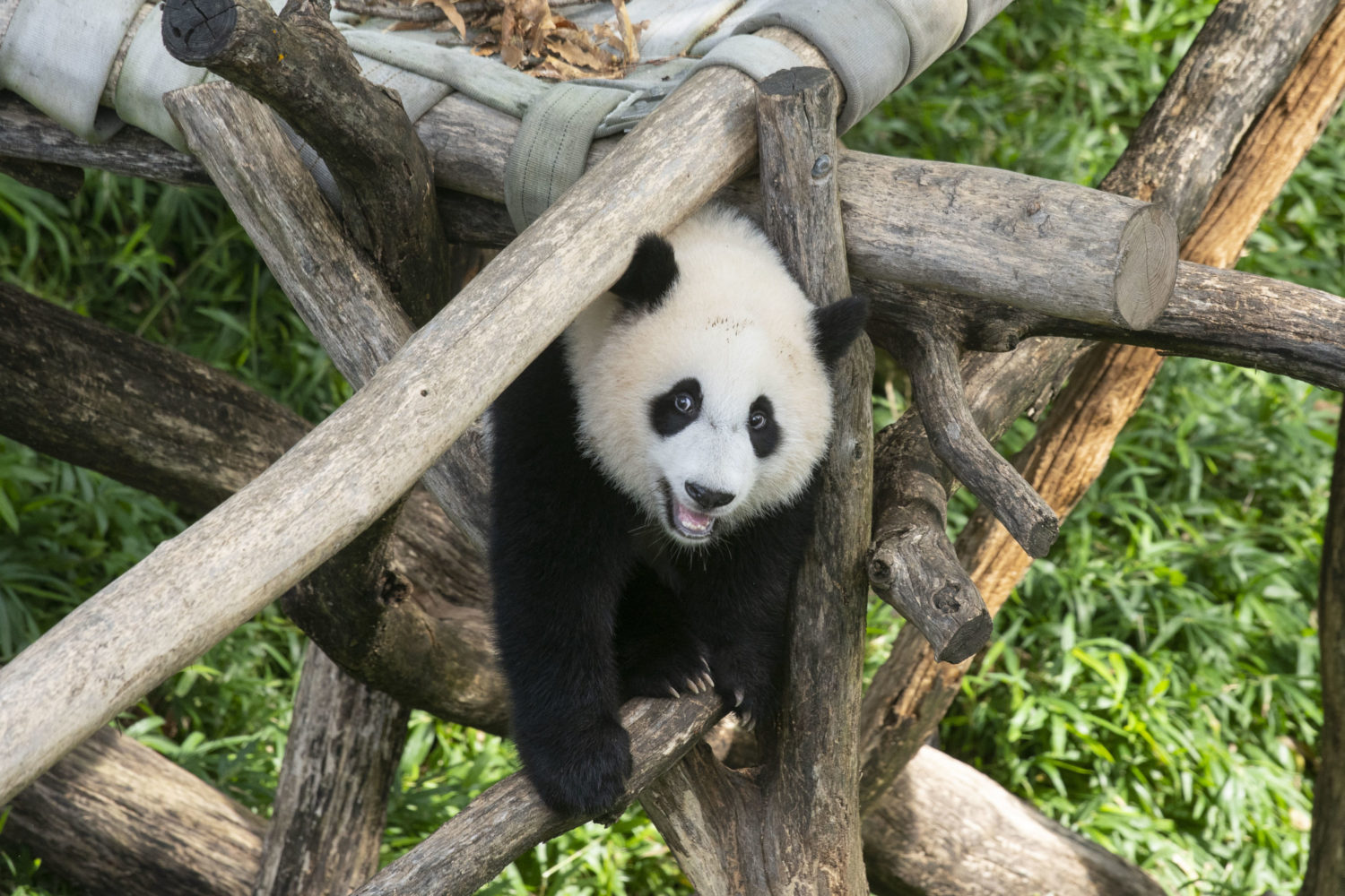 Pandas leaving Washington DC