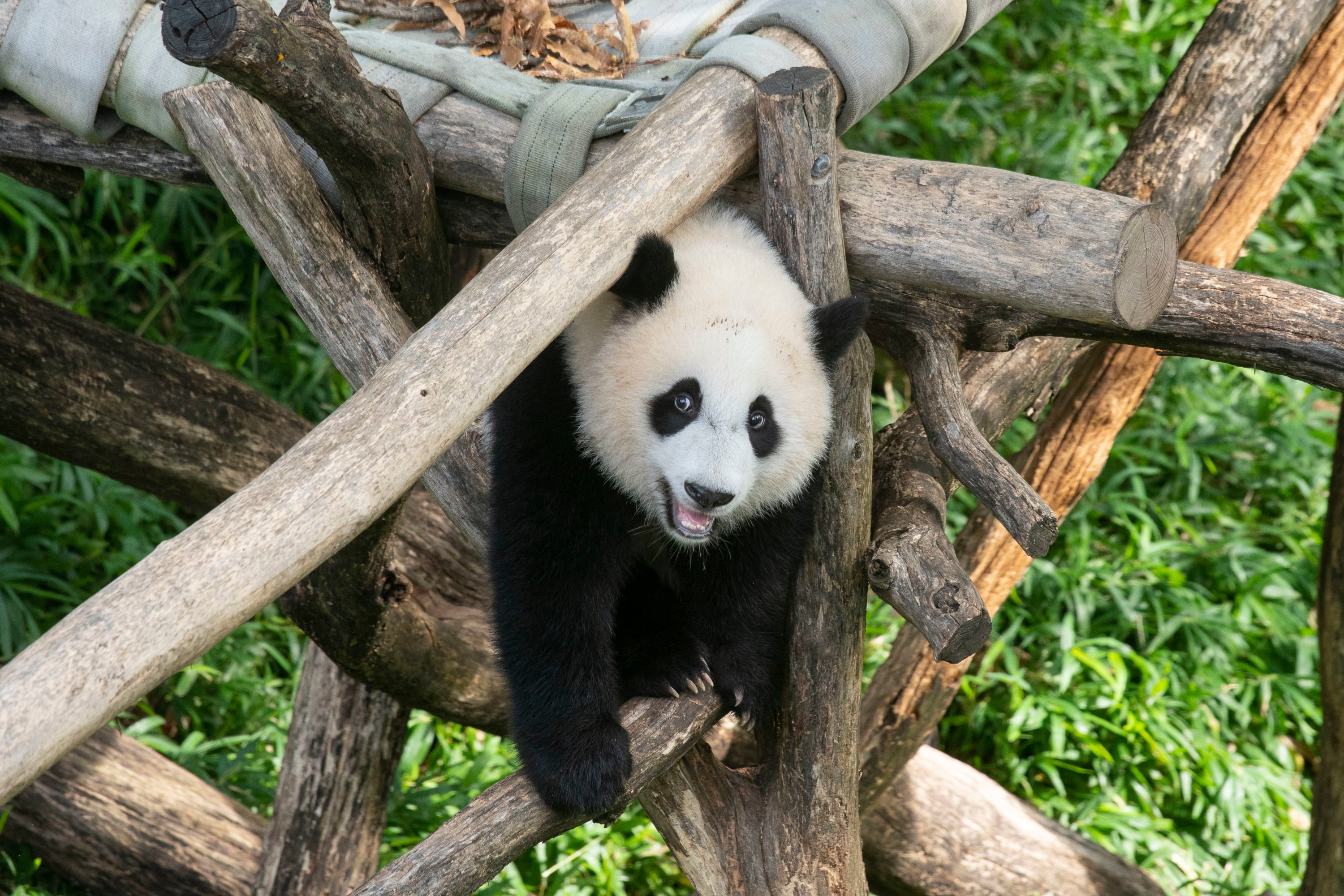 The Pandas Will Leave Dc Today Washingtonian The Pandas Will Leave Dc Today Washingtonian