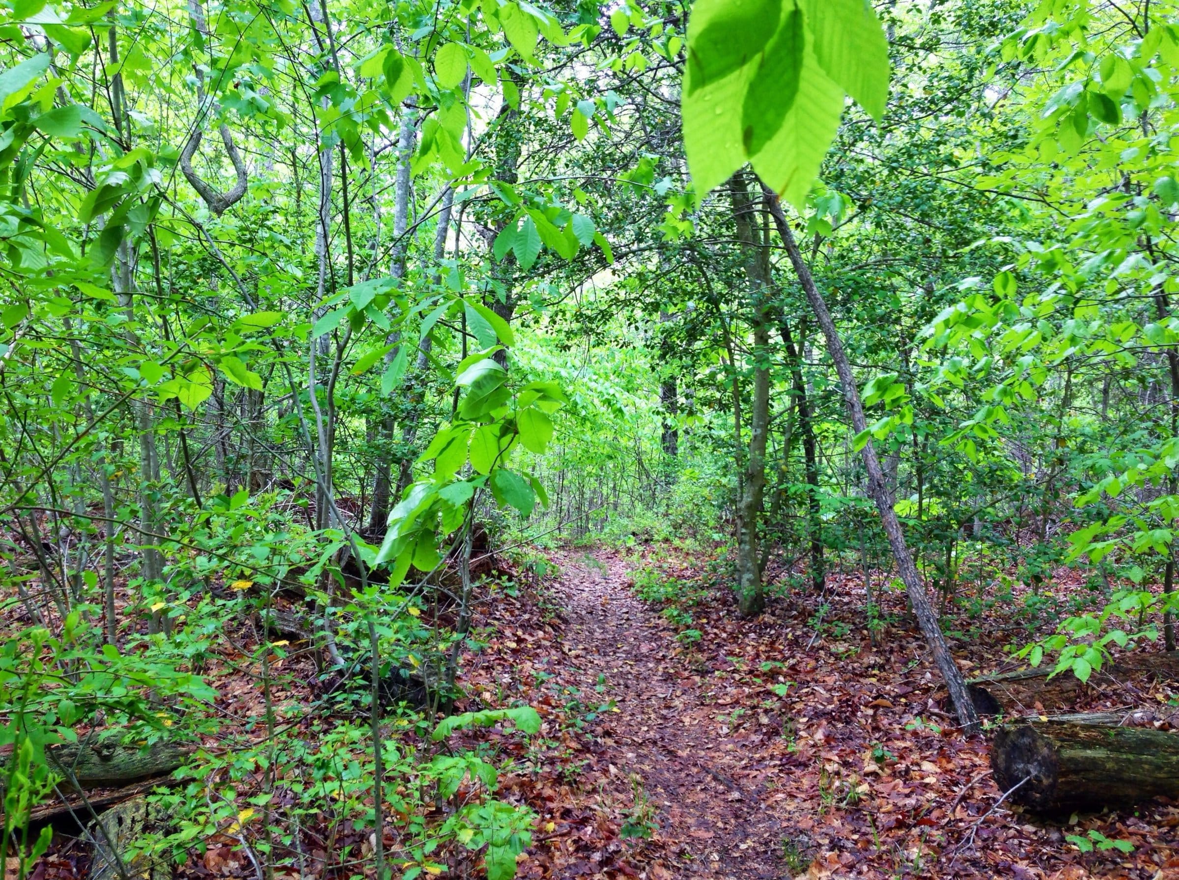 National Parks Near DC Are Free on MLK Day - Vimarsana News