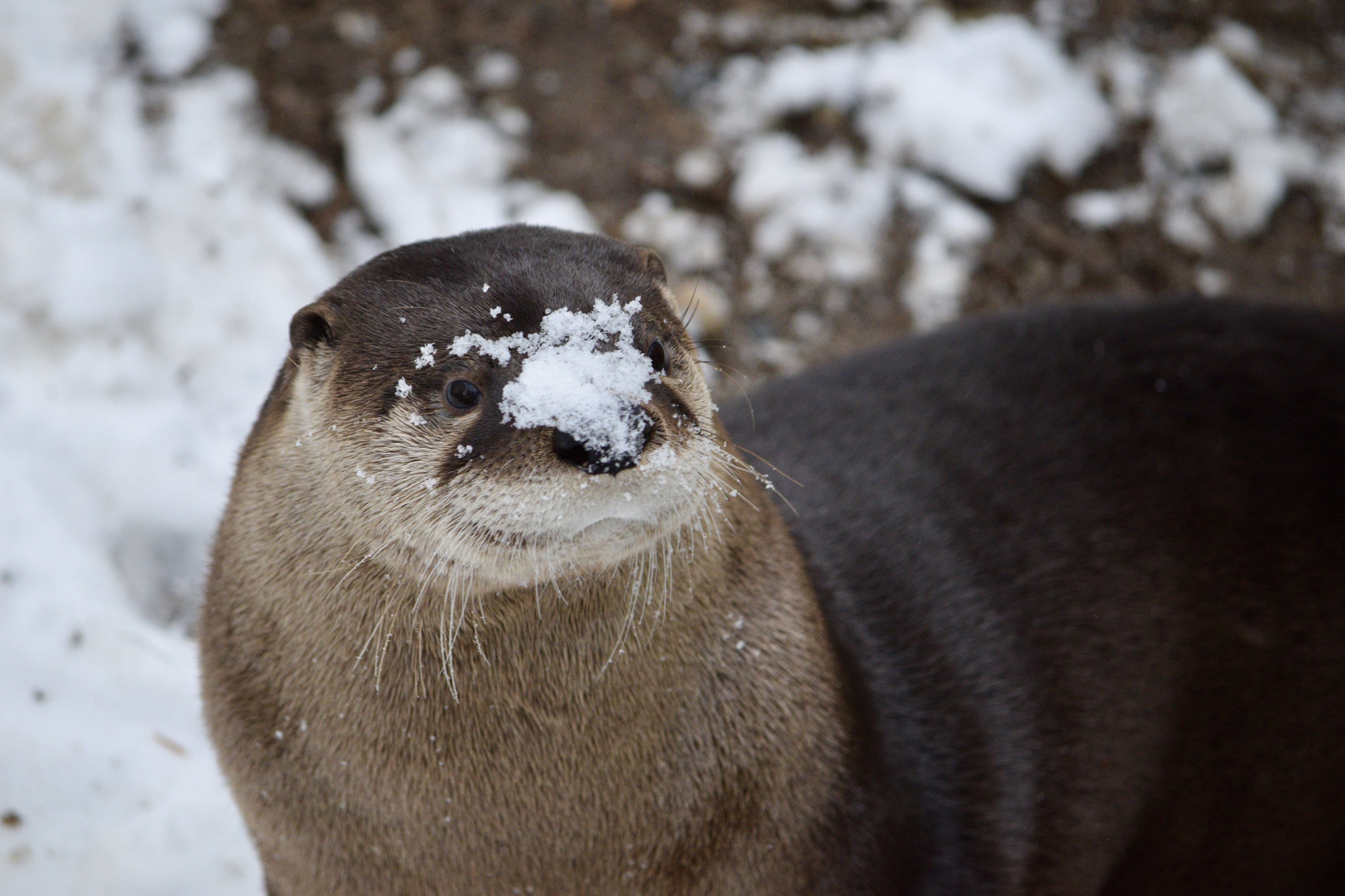 Photo by Ashley Graham, Smithsonian’s National Zoo and Conservation Biology Institute.