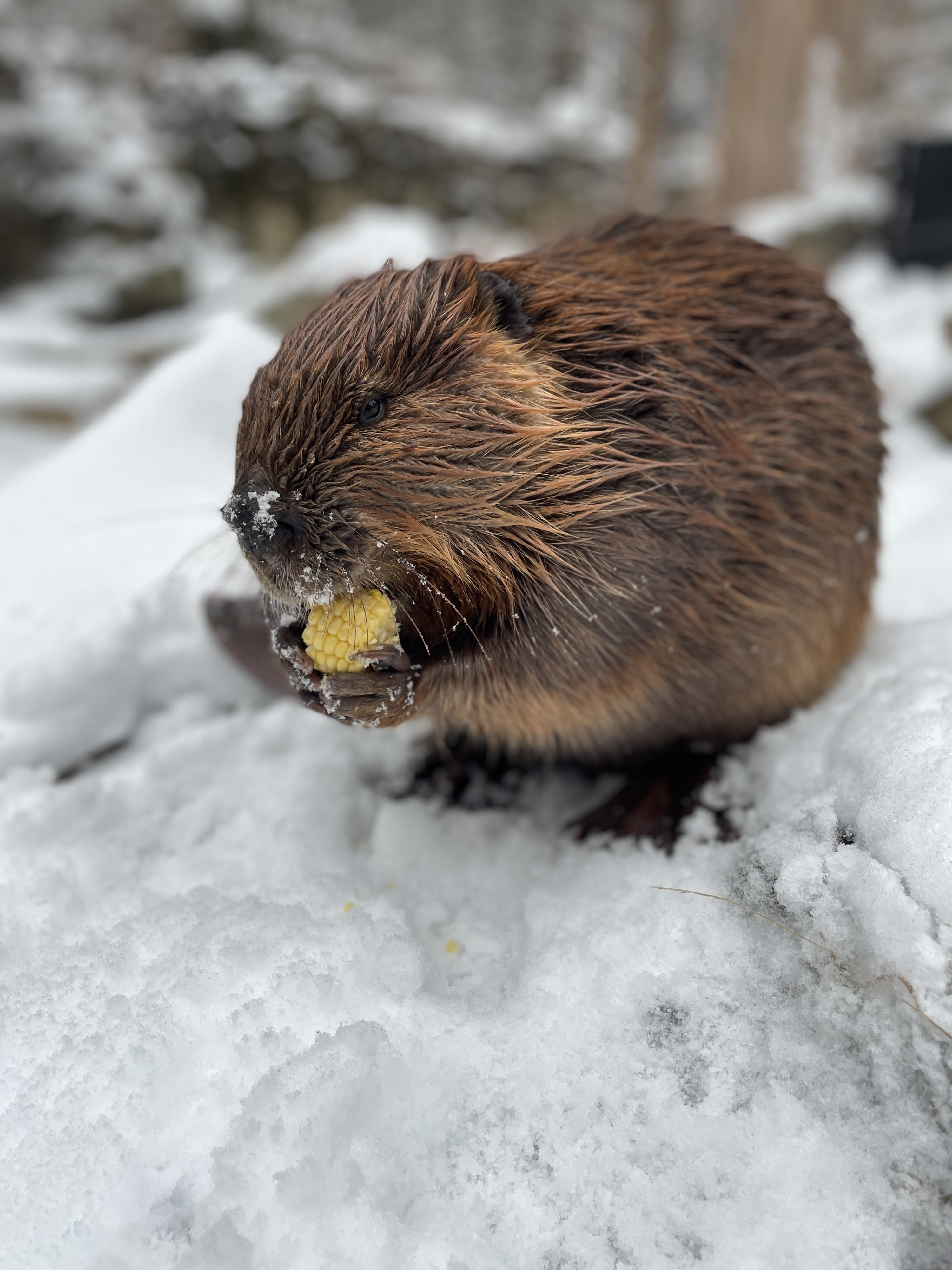 Photo by Ashley Graham, Smithsonian’s National Zoo and Conservation Biology Institute.