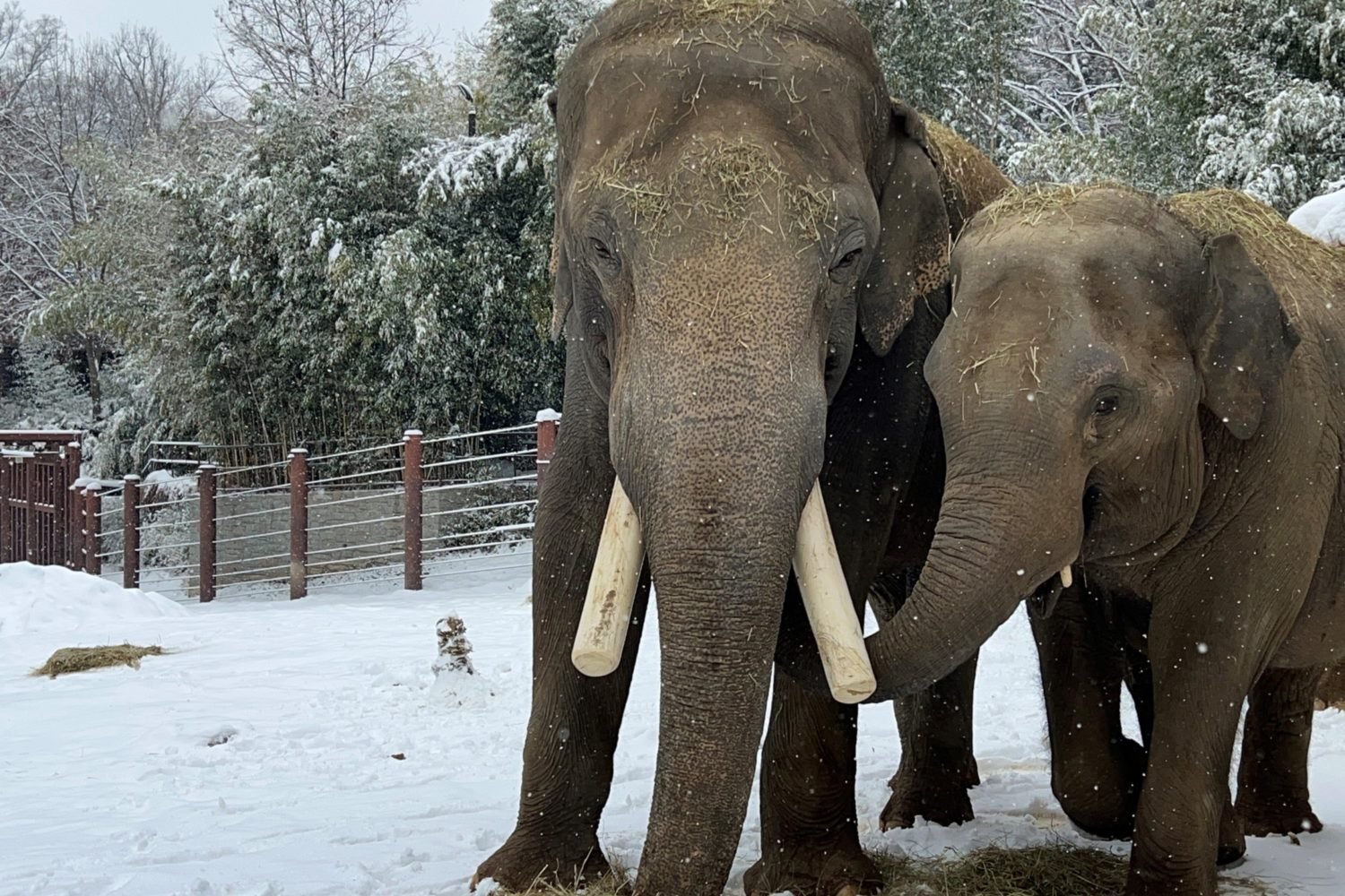 Photo by Charles Steele, Smithsonian’s National Zoo and Conservation Biology Institute.