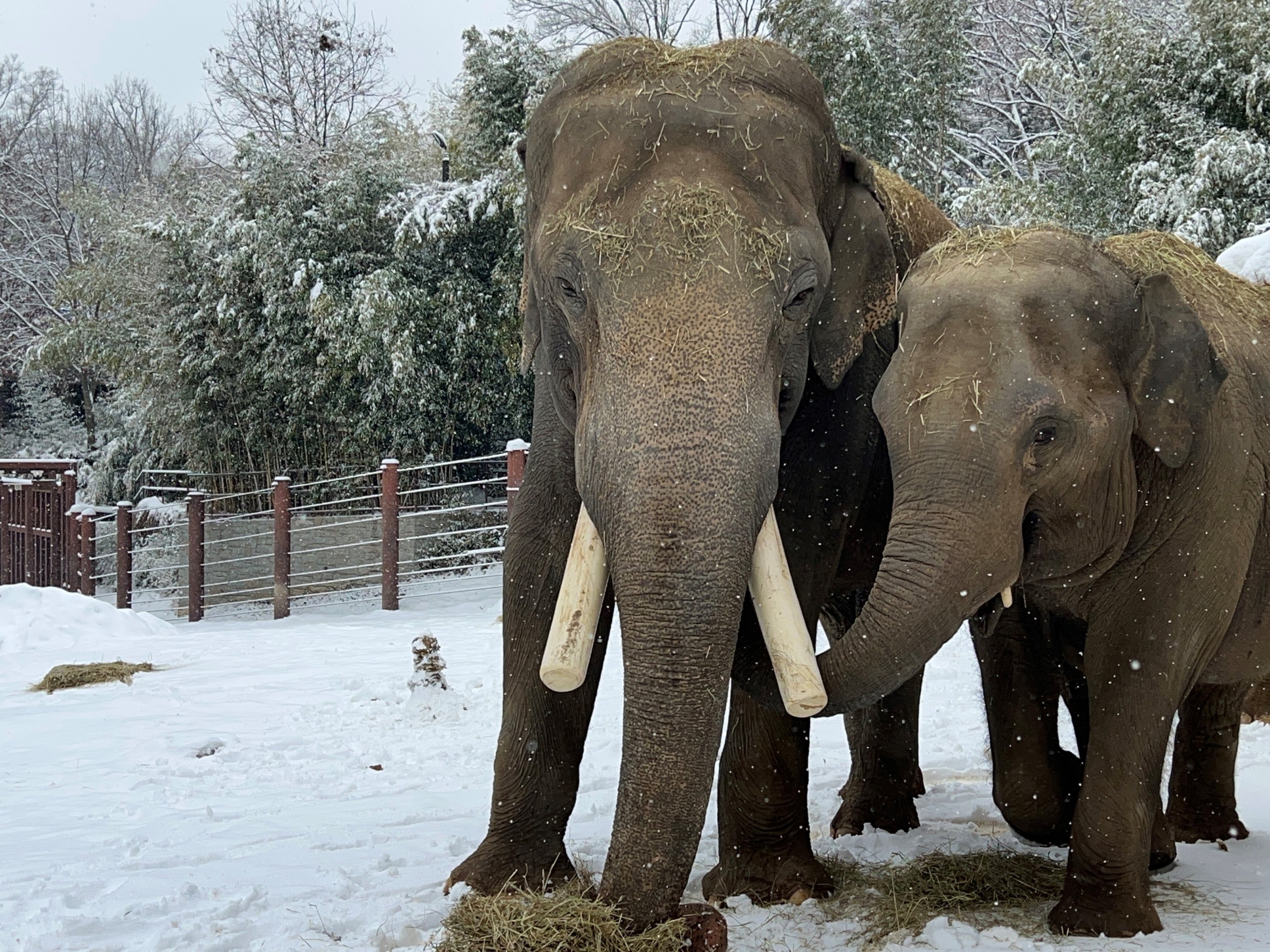 20240119-CharlesSteele-004-Elephant-Spike-Nhi-Linh - Washingtonian Photo by Charles Steele, Smithsonian’s National Zoo and Conservation Biology Institute.