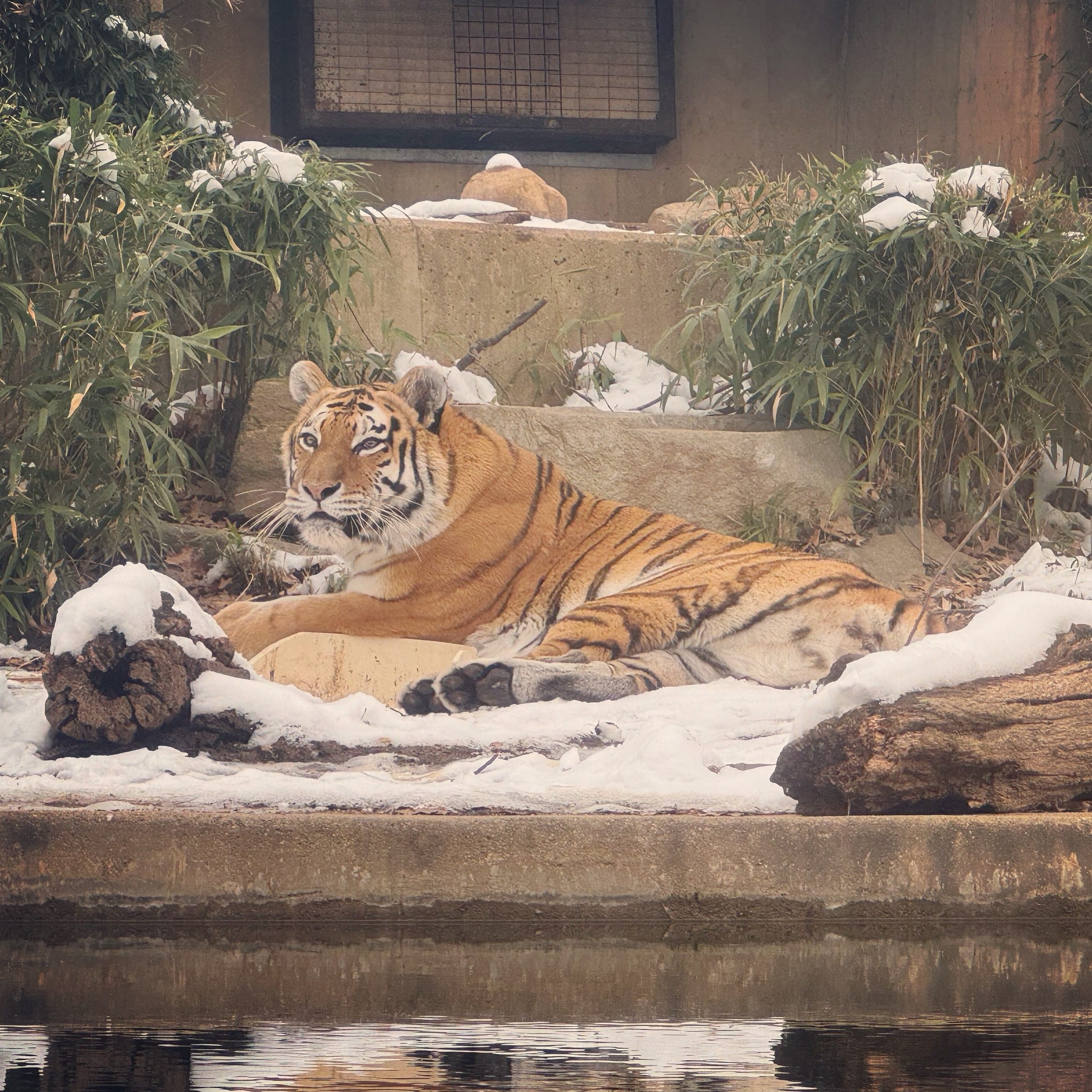 20240119-LeighPitsko-001-Amur-Tiger-Nikita - Washingtonian Photo by Leigh Pitsko, Smithsonian’s National Zoo and Conservation Biology Institute.
