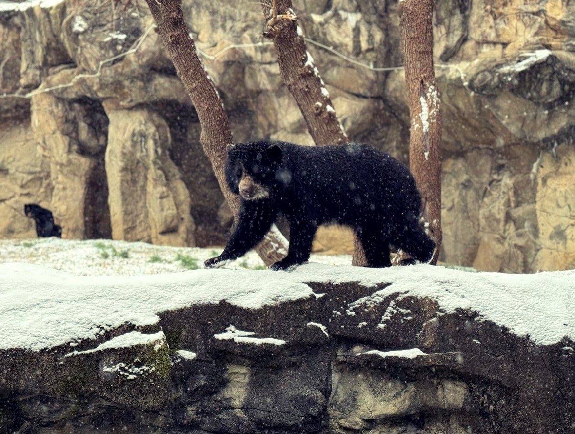 20240119-LeighPitsko-002-Andean-Bear-Sean - Washingtonian Photo by Leigh Pitsko, Smithsonian’s National Zoo and Conservation Biology Institute.