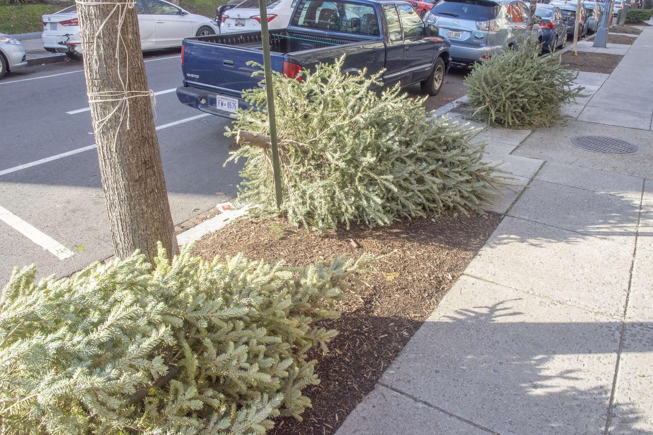 How to Get Rid of Your Christmas Tree Around DC - Washingtonian