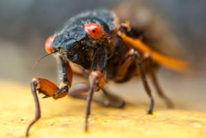 Sorry, Cicada Lovers—the Next Big Broods Will Skip the DC Area