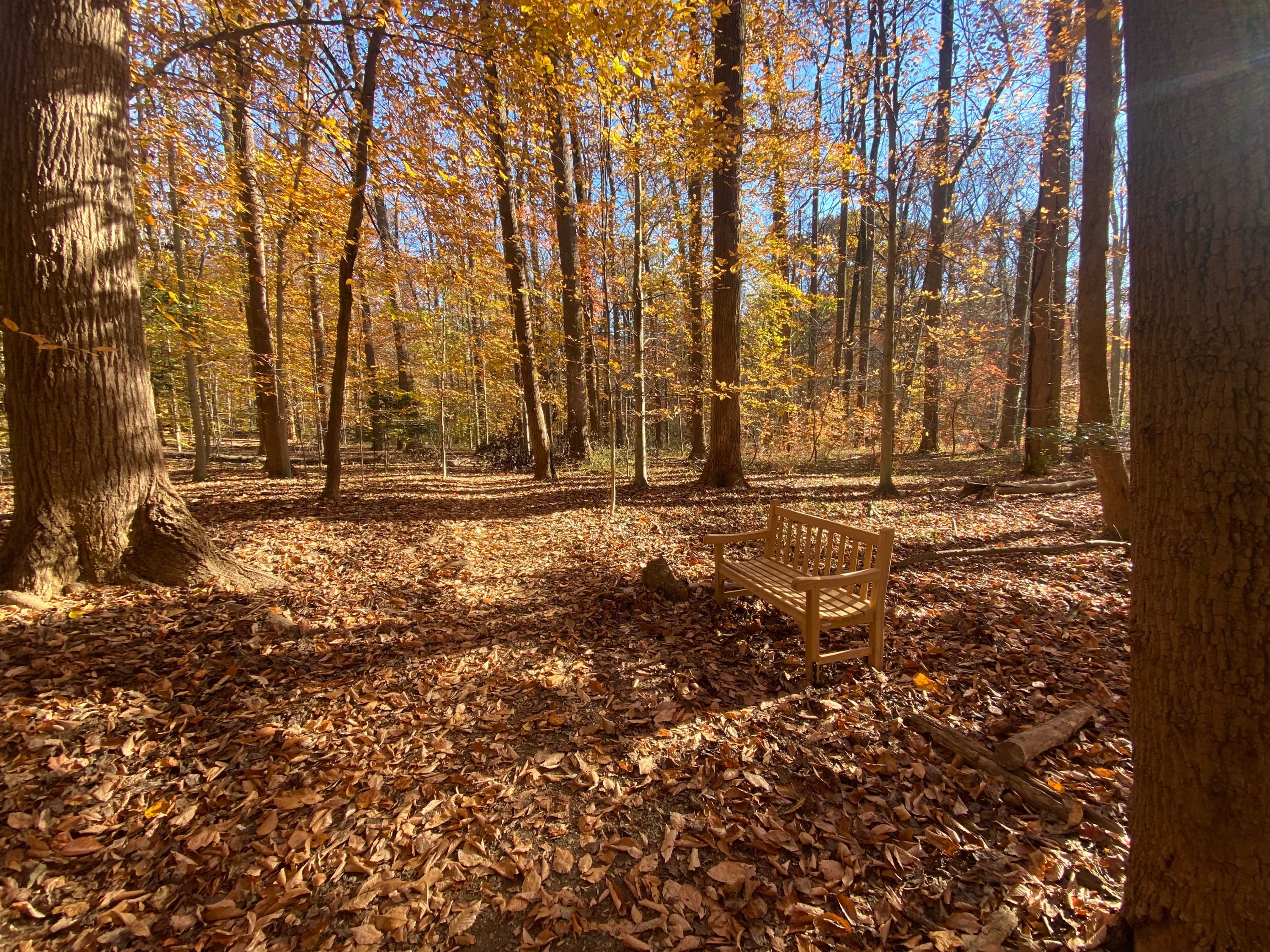 A photo of a wooden bench in a park.