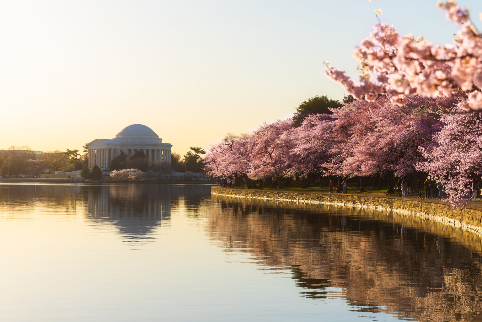 DC Cherry Blossom Peak Bloom Is Predicted for March 2326 Washingtonian
