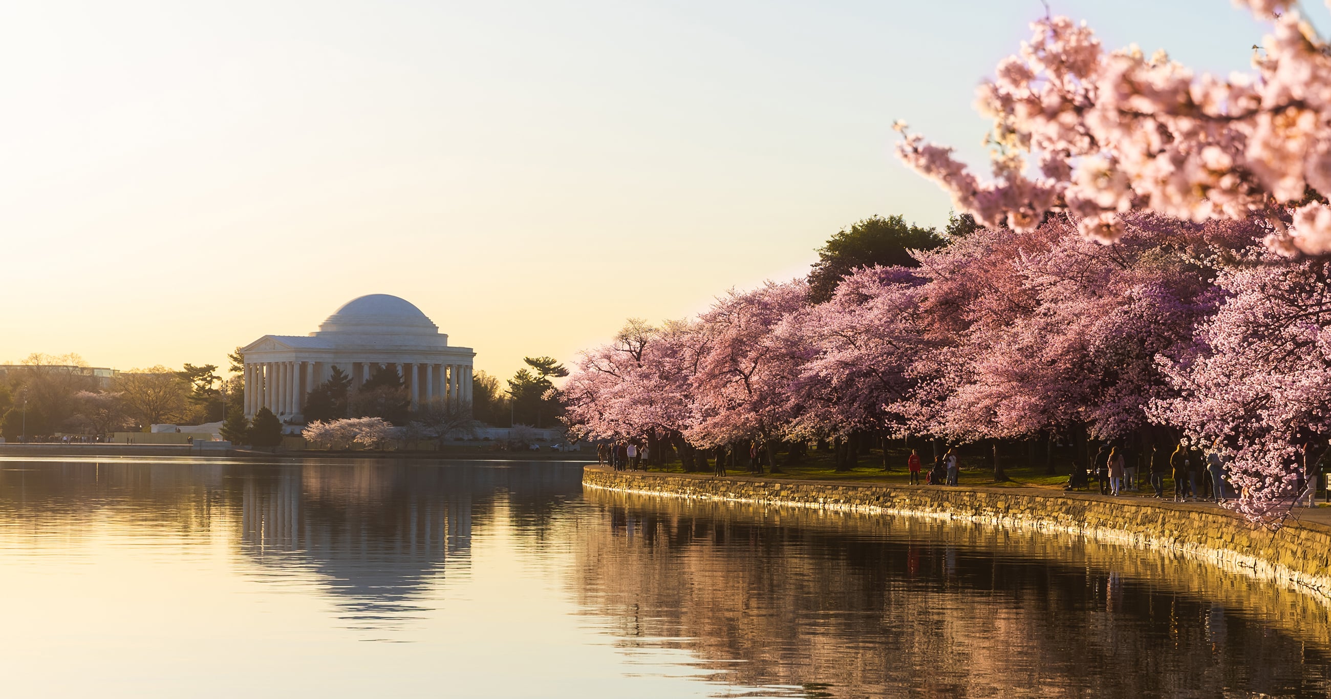 DC Cherry Blossom Peak Bloom Is Predicted for March 23-26 - Vimarsana News
