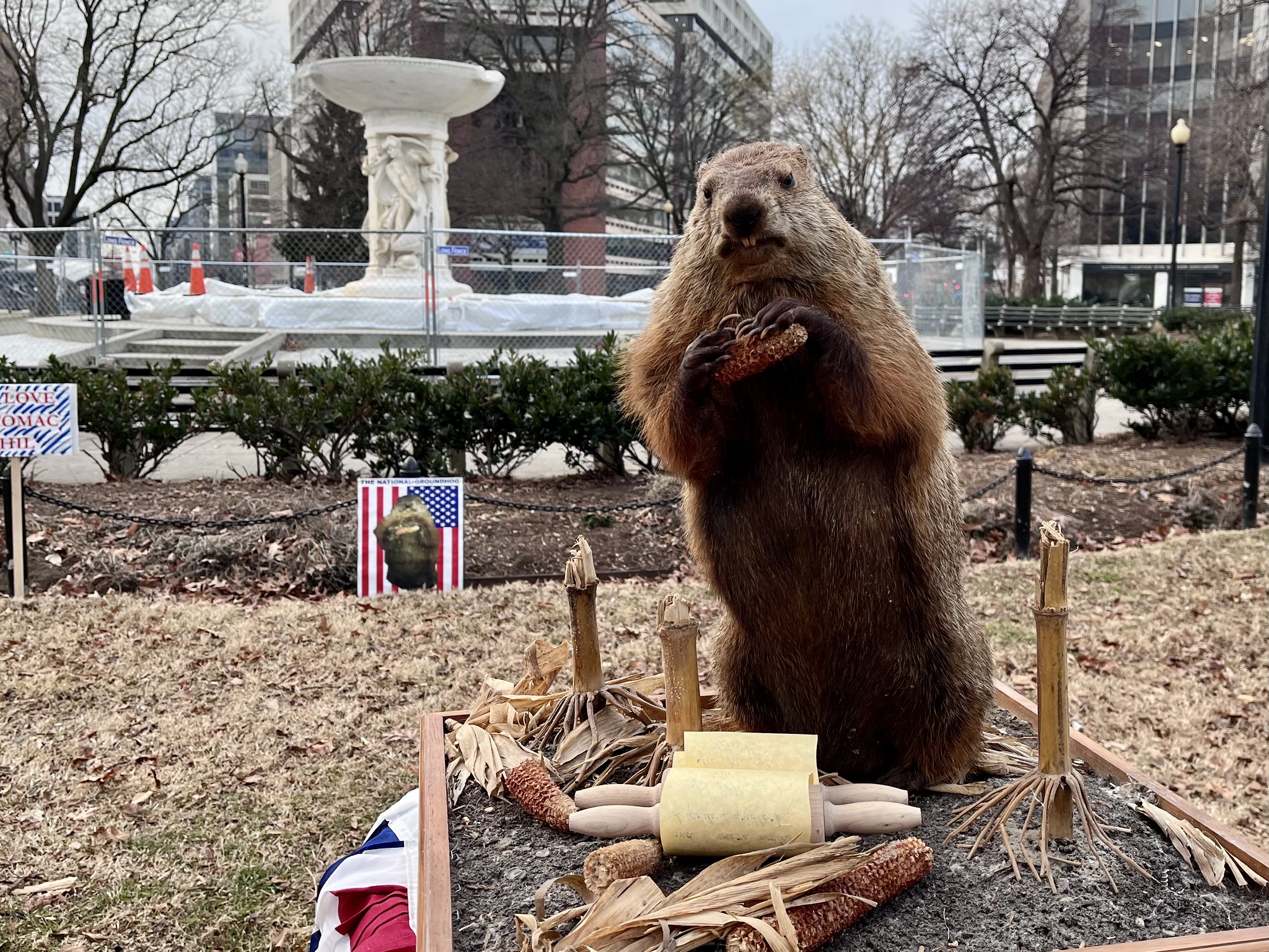 DC s Stuffed Groundhog Predicts an Early Spring Washingtonian